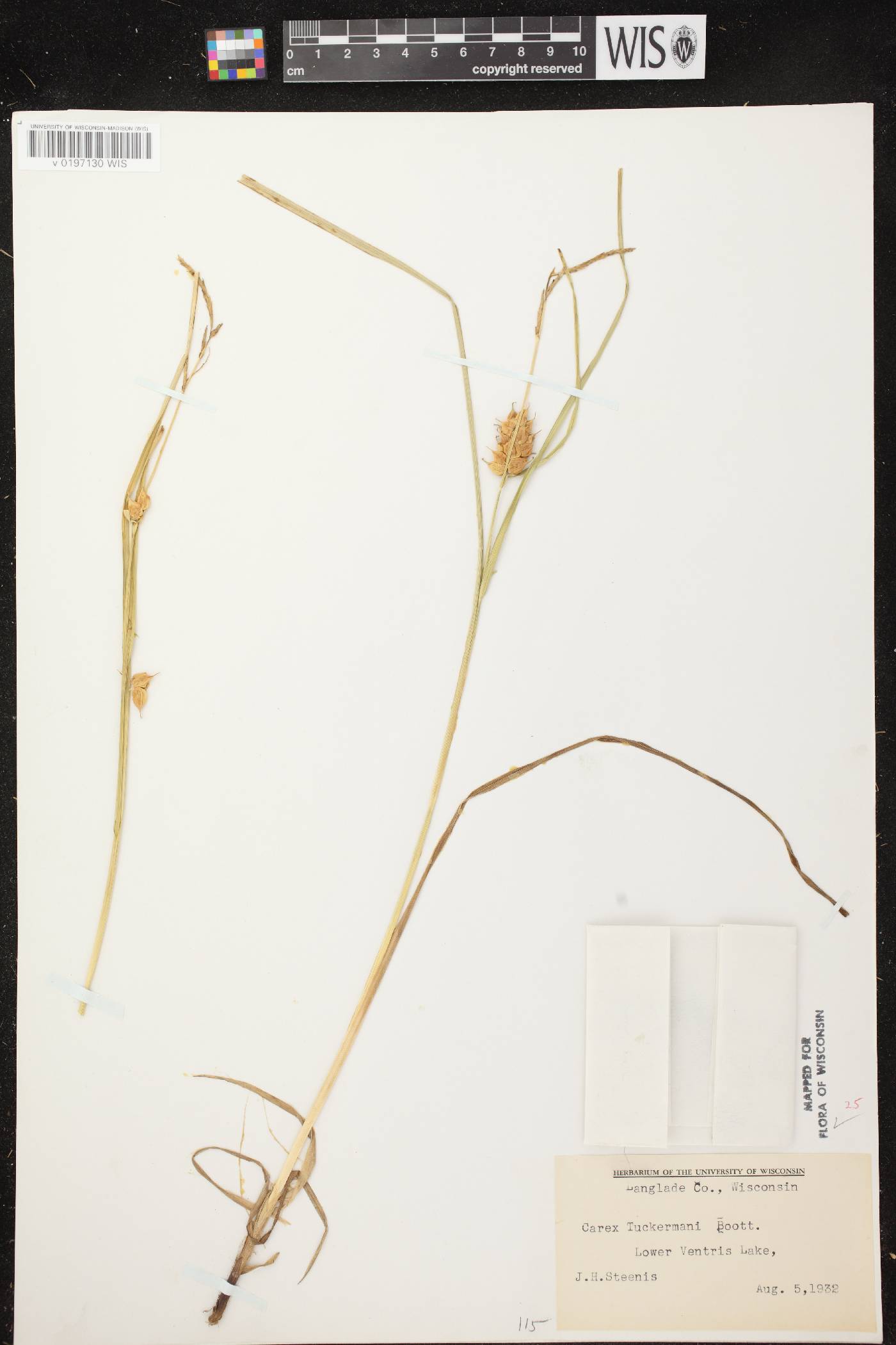 Carex tuckermanii image