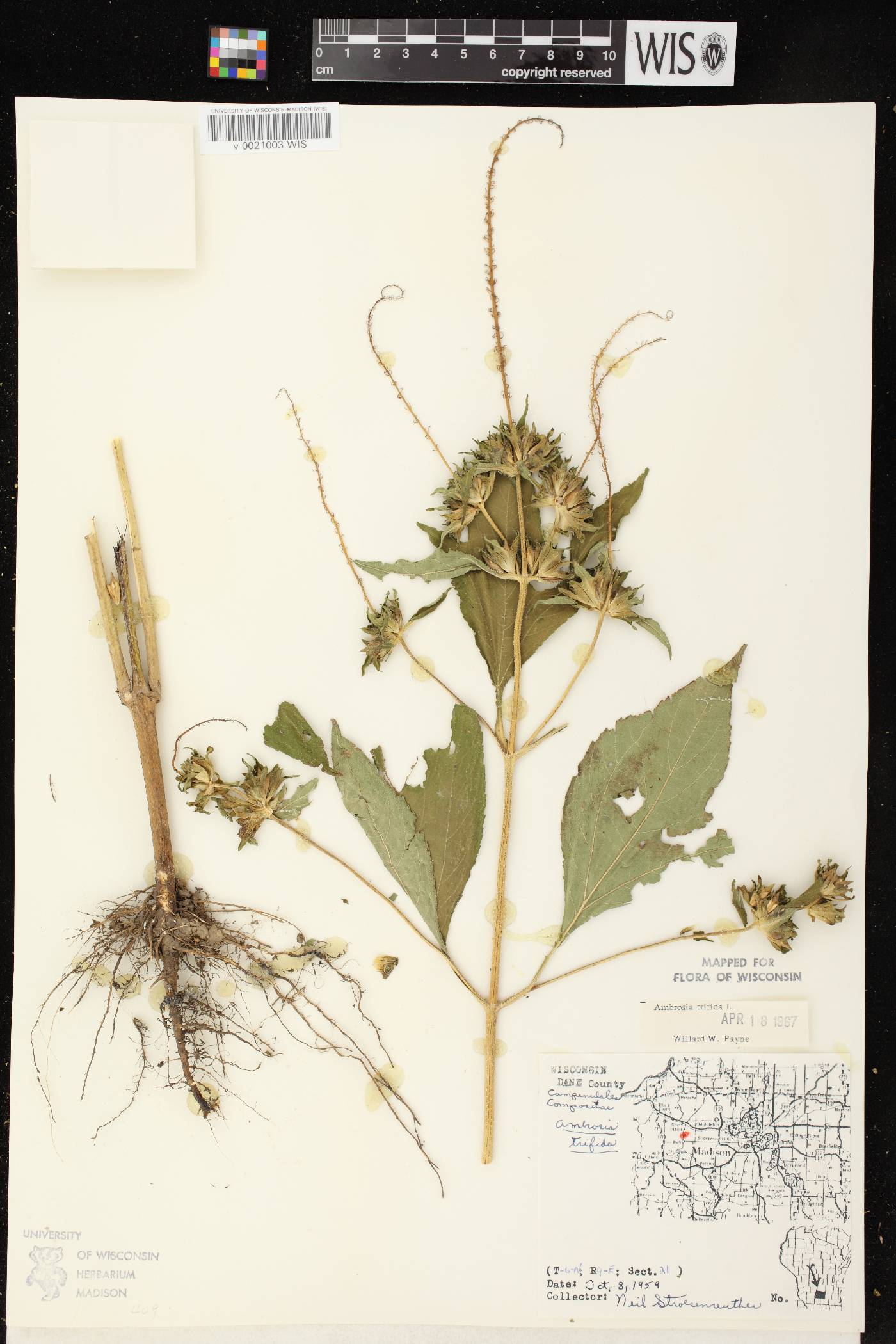 Ambrosia trifida image