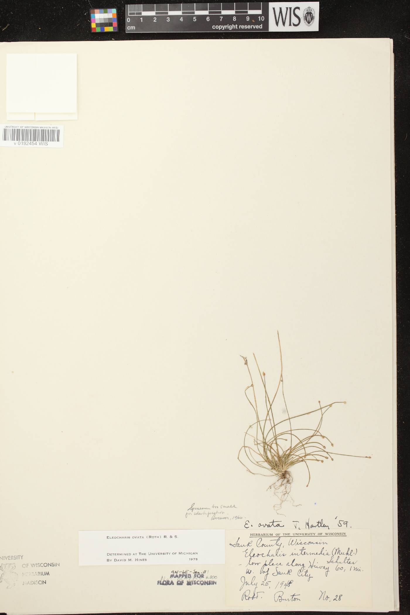 Eleocharis ovata image