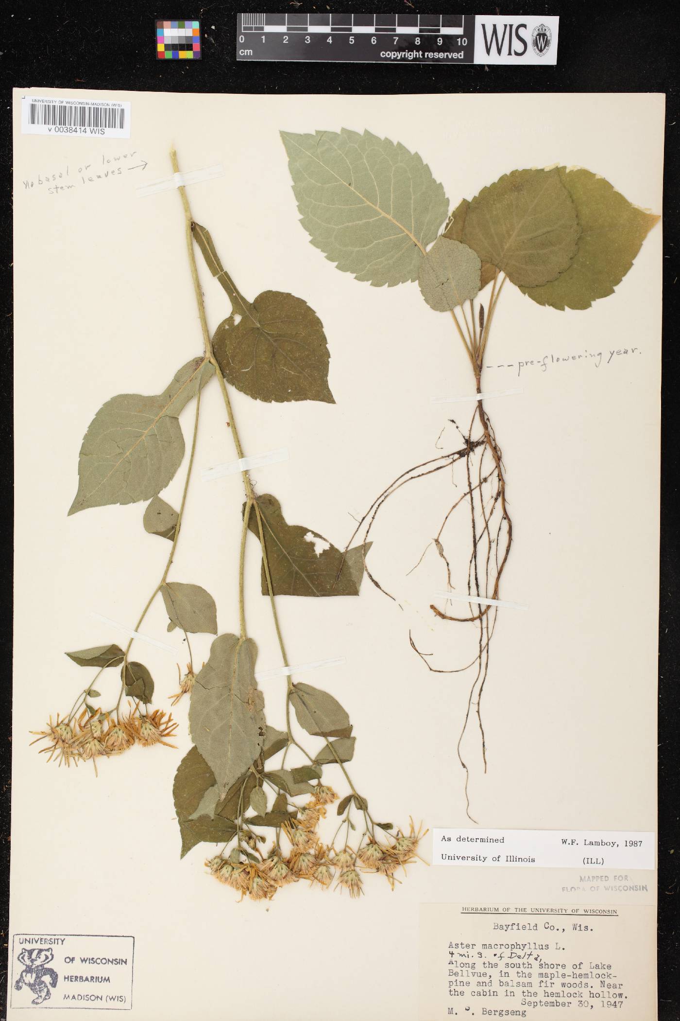 Eurybia macrophylla image