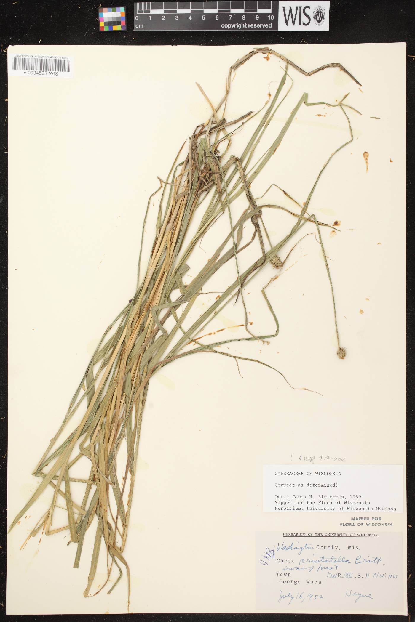 Carex cristatella image
