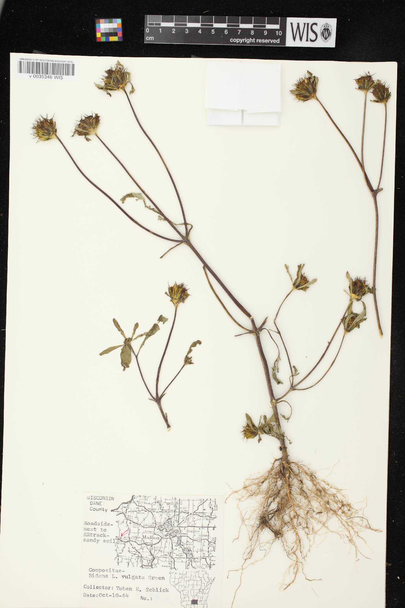 Bidens vulgata image