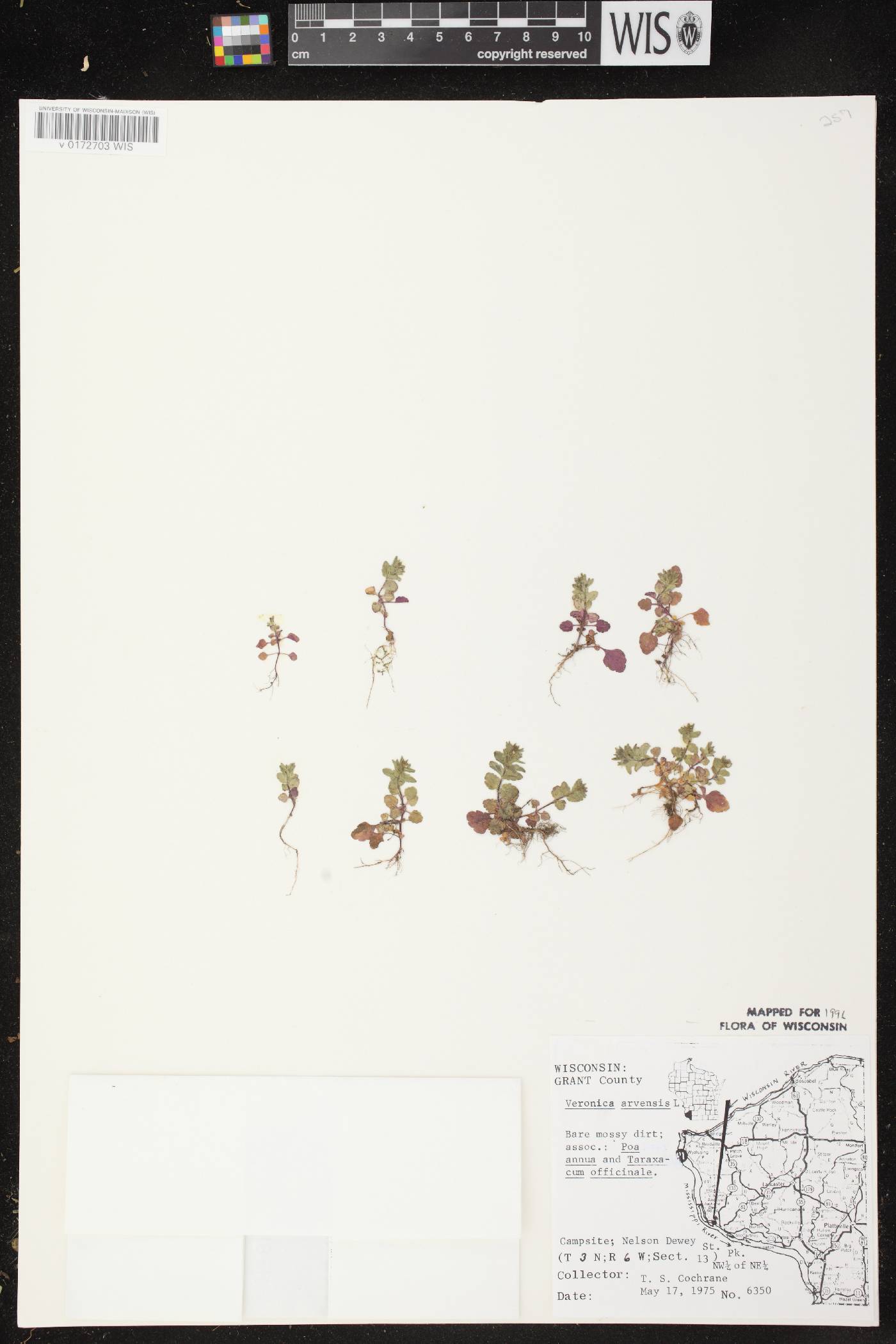 Veronica arvensis image