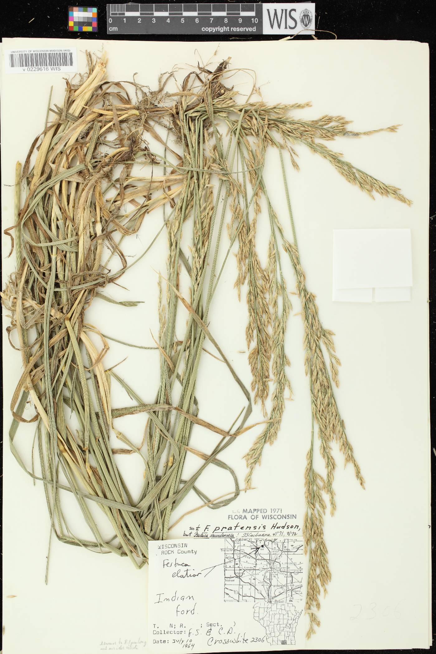 Lolium arundinaceum image