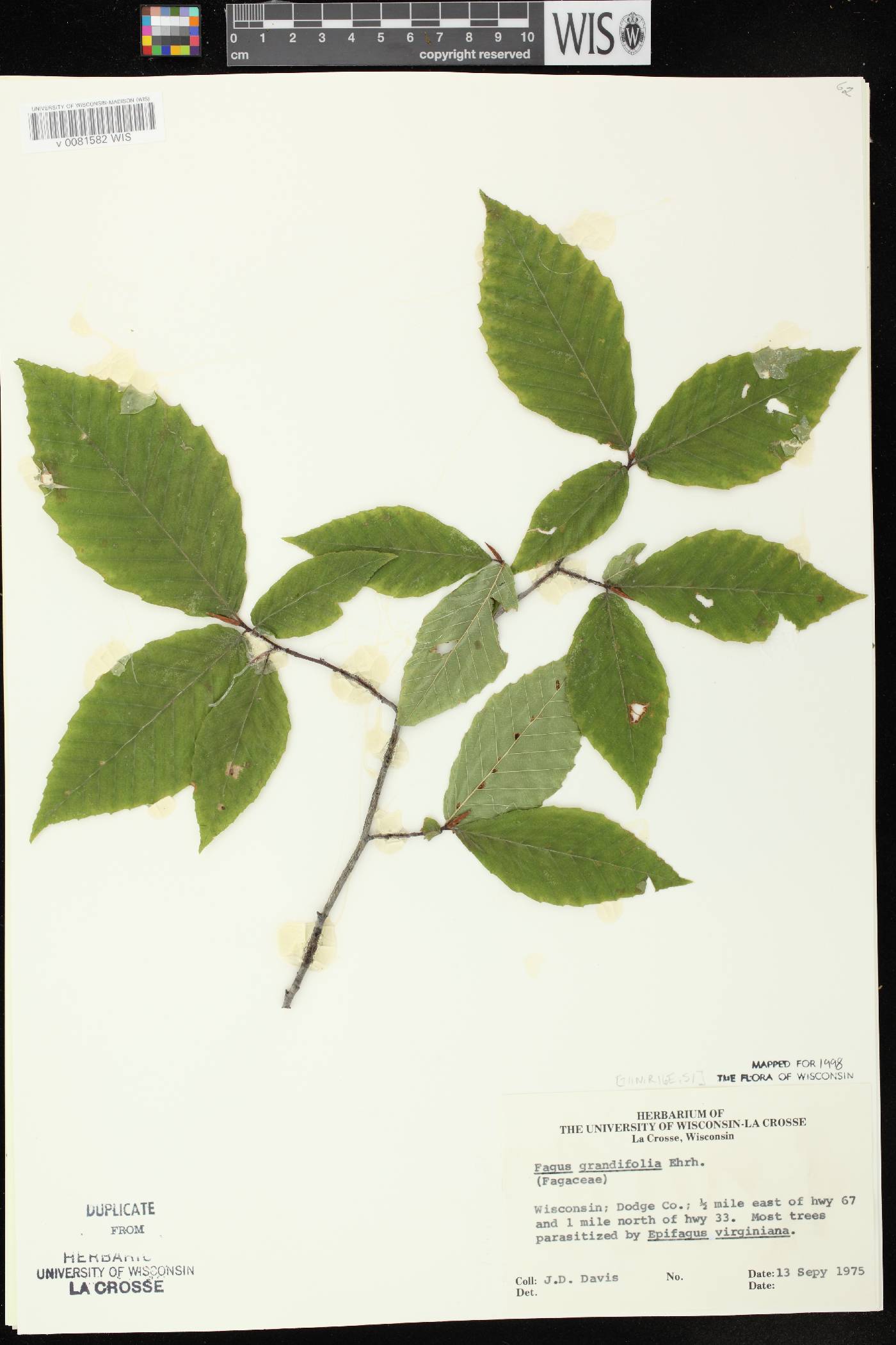 Fagus grandifolia image