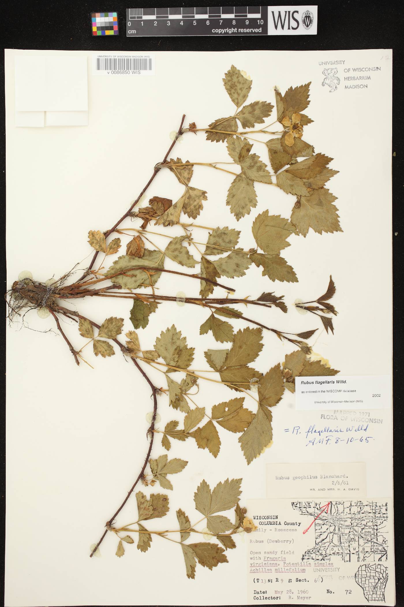 Rubus flagellaris image