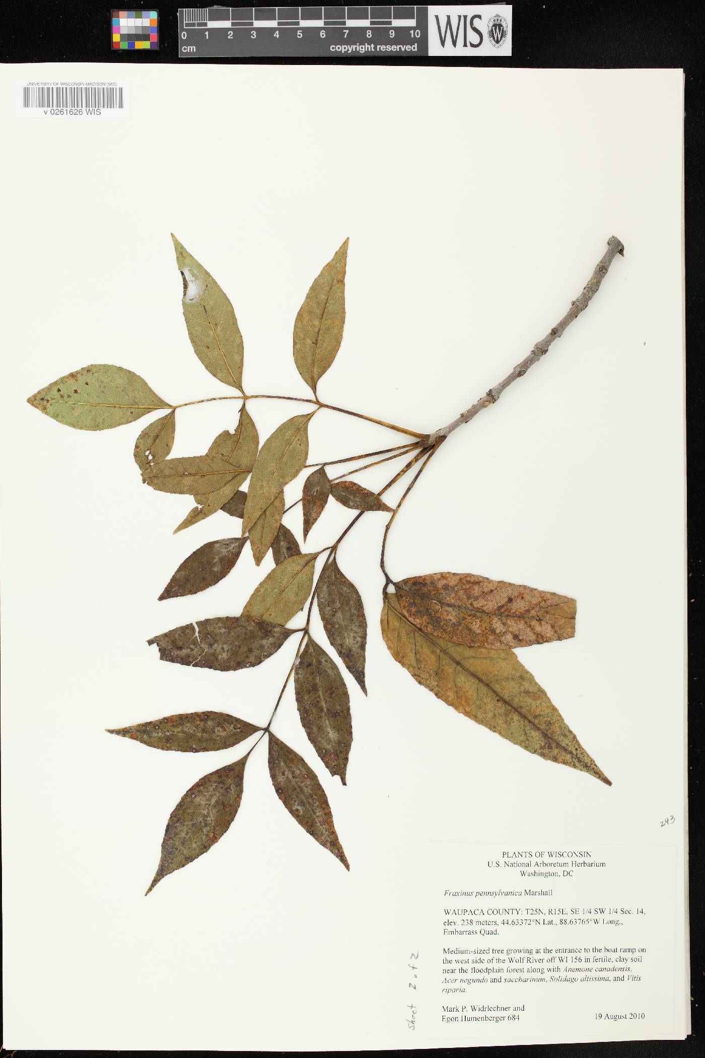 Fraxinus pennsylvanica image