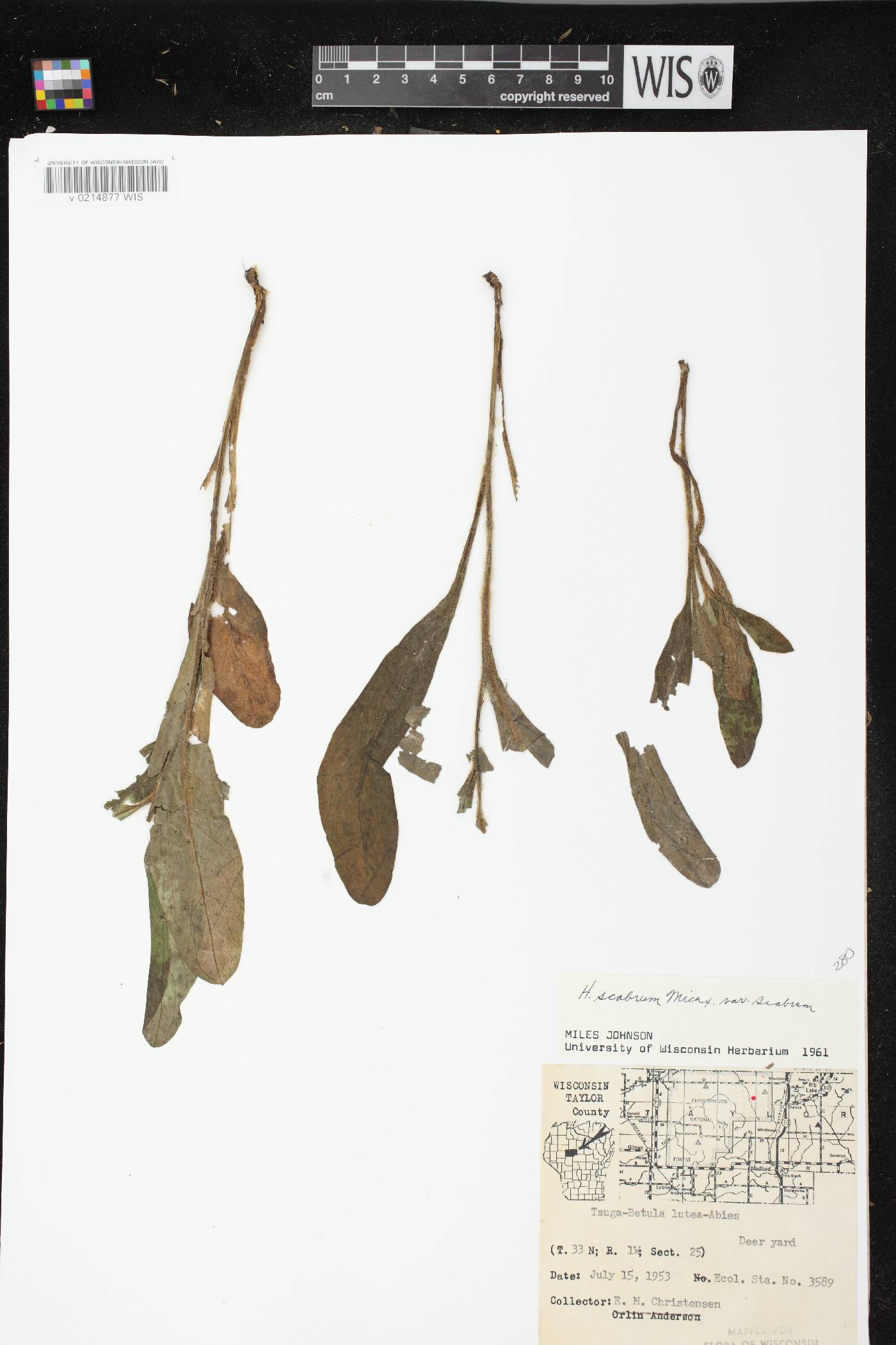 Hieracium scabrum image