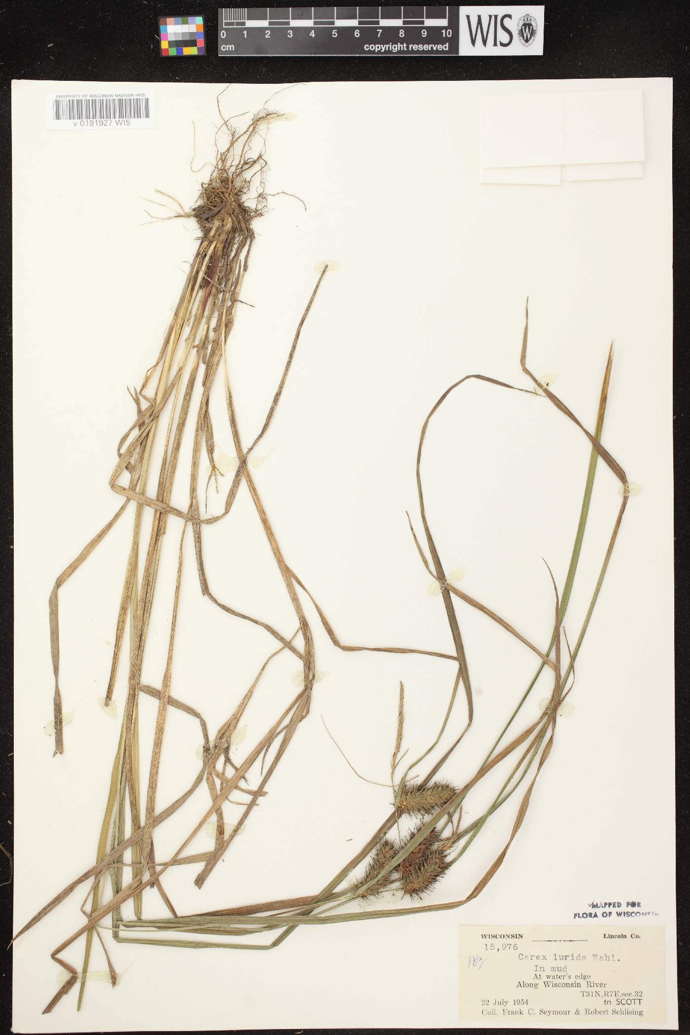 Carex lurida image