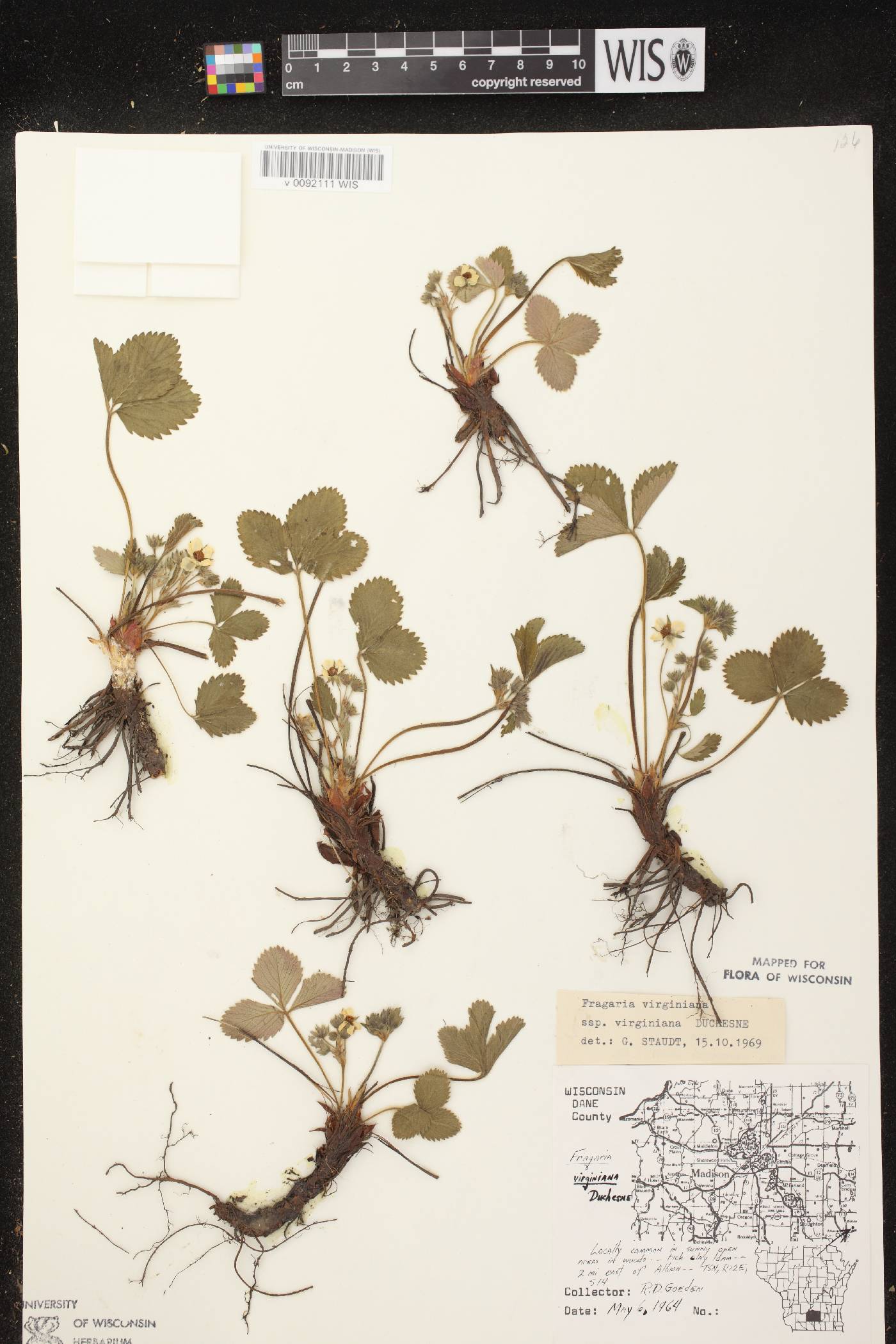 Fragaria virginiana image