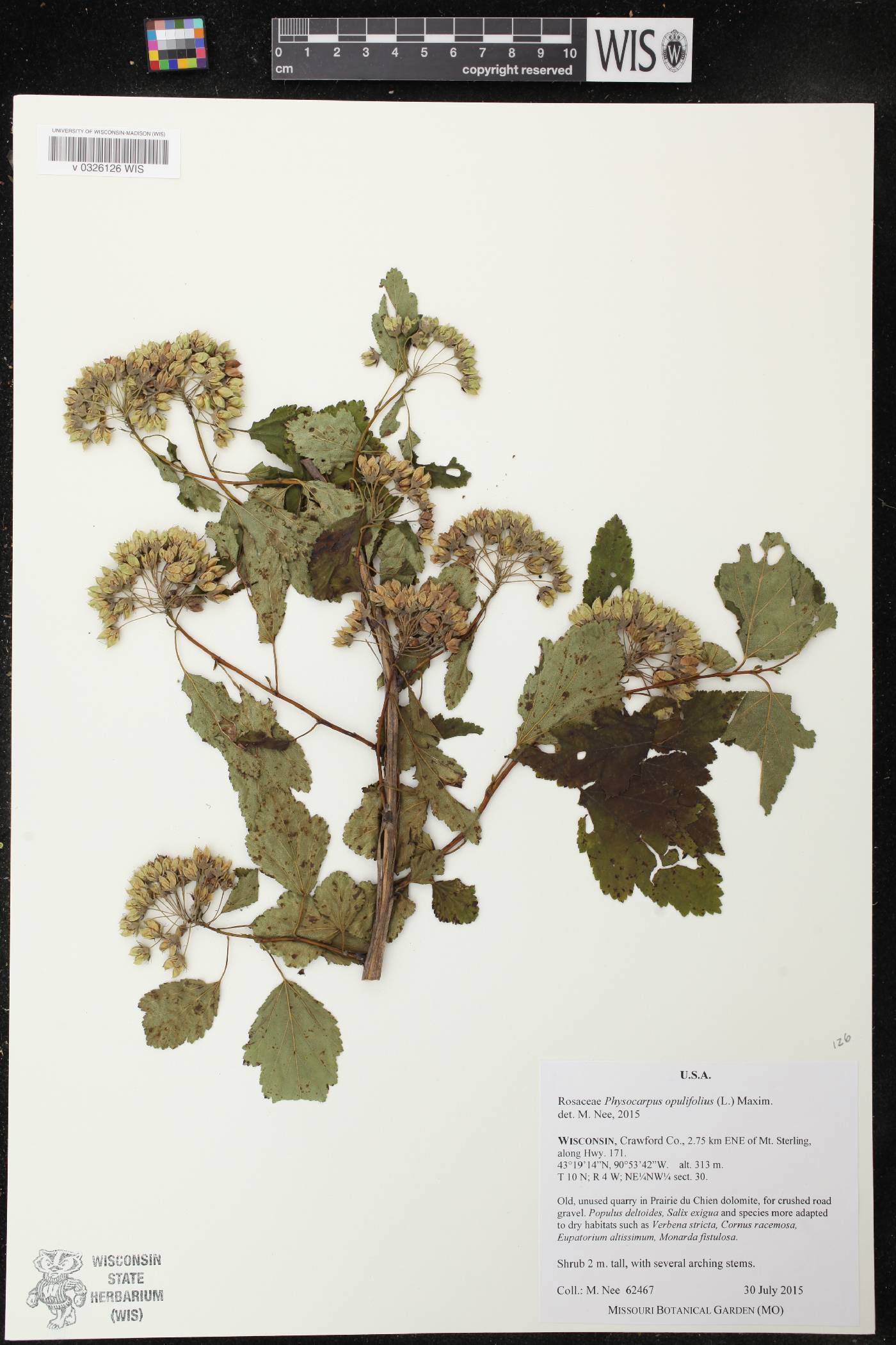 Physocarpus opulifolius image