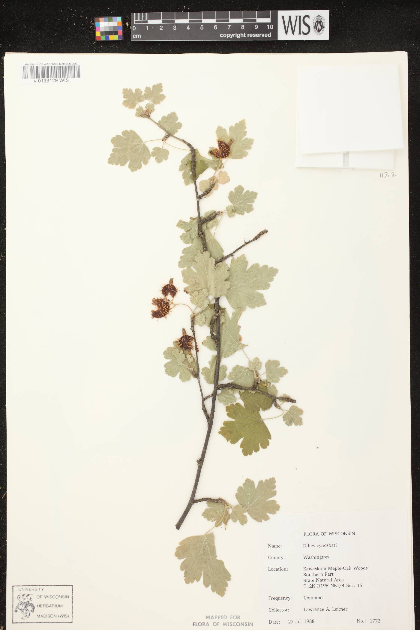 Ribes cynosbati image