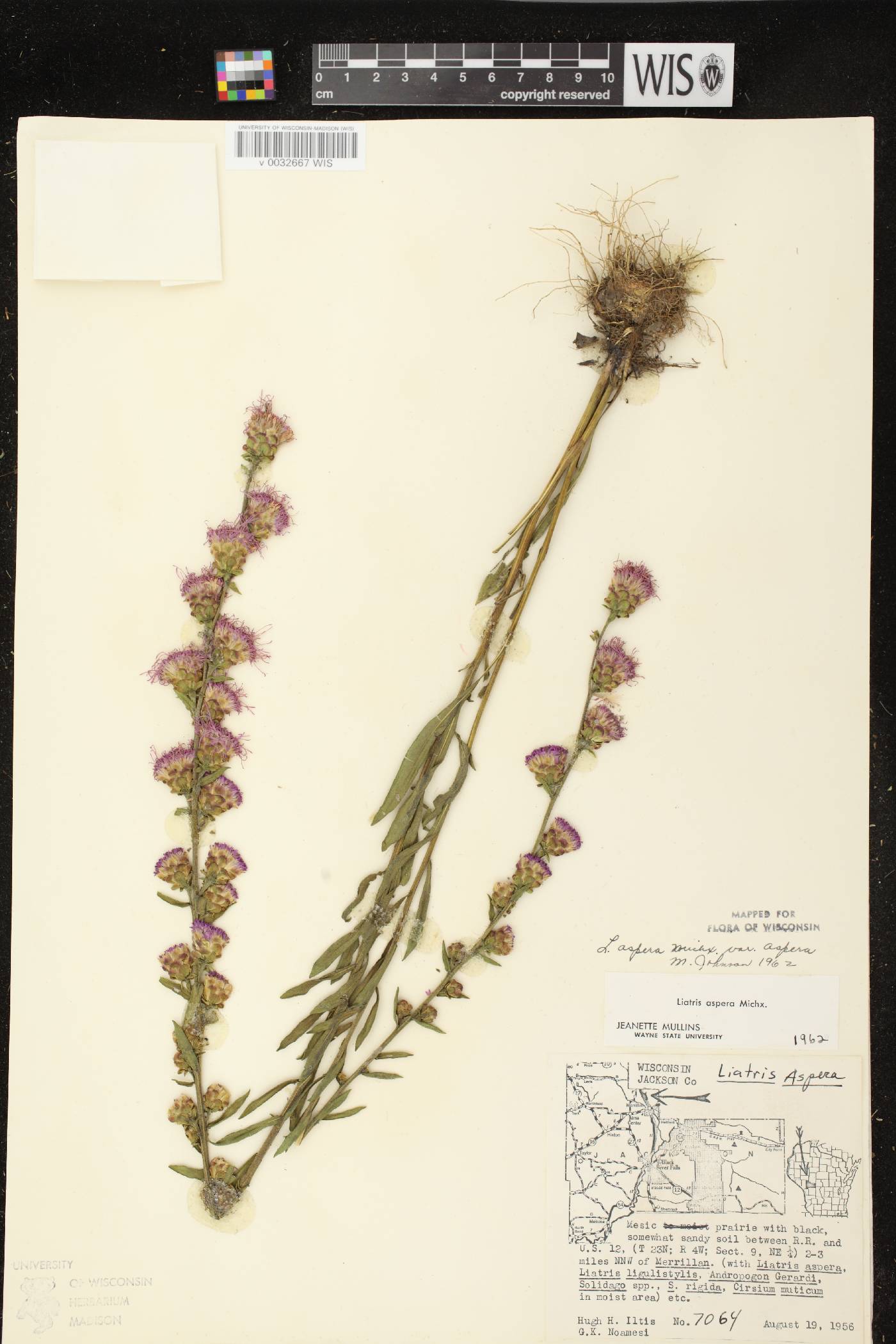 Liatris aspera image