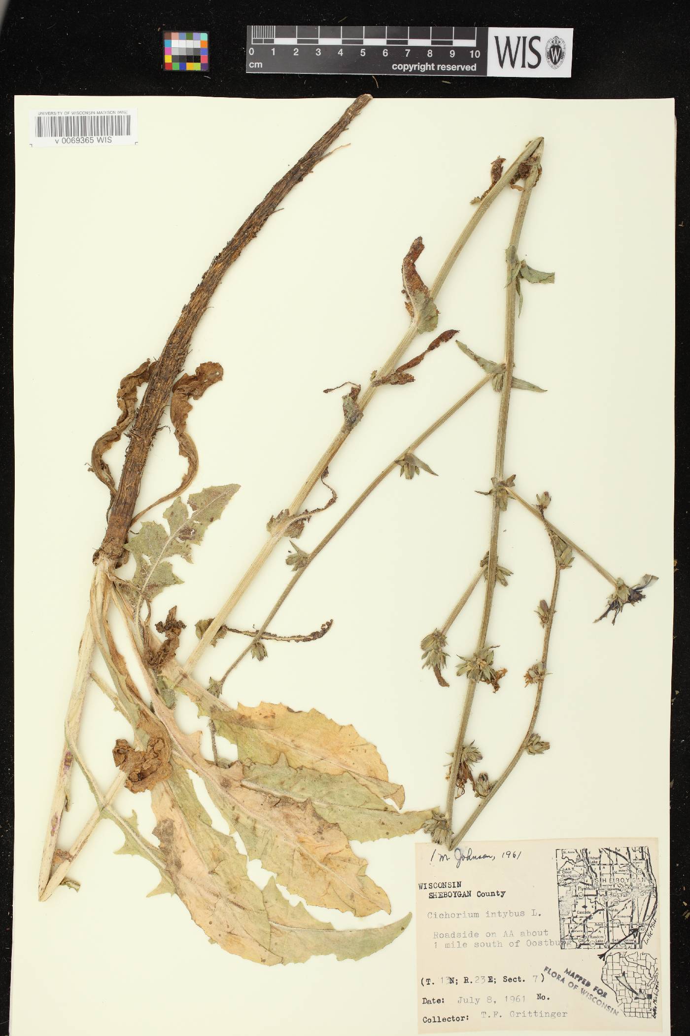 Cichorium intybus image