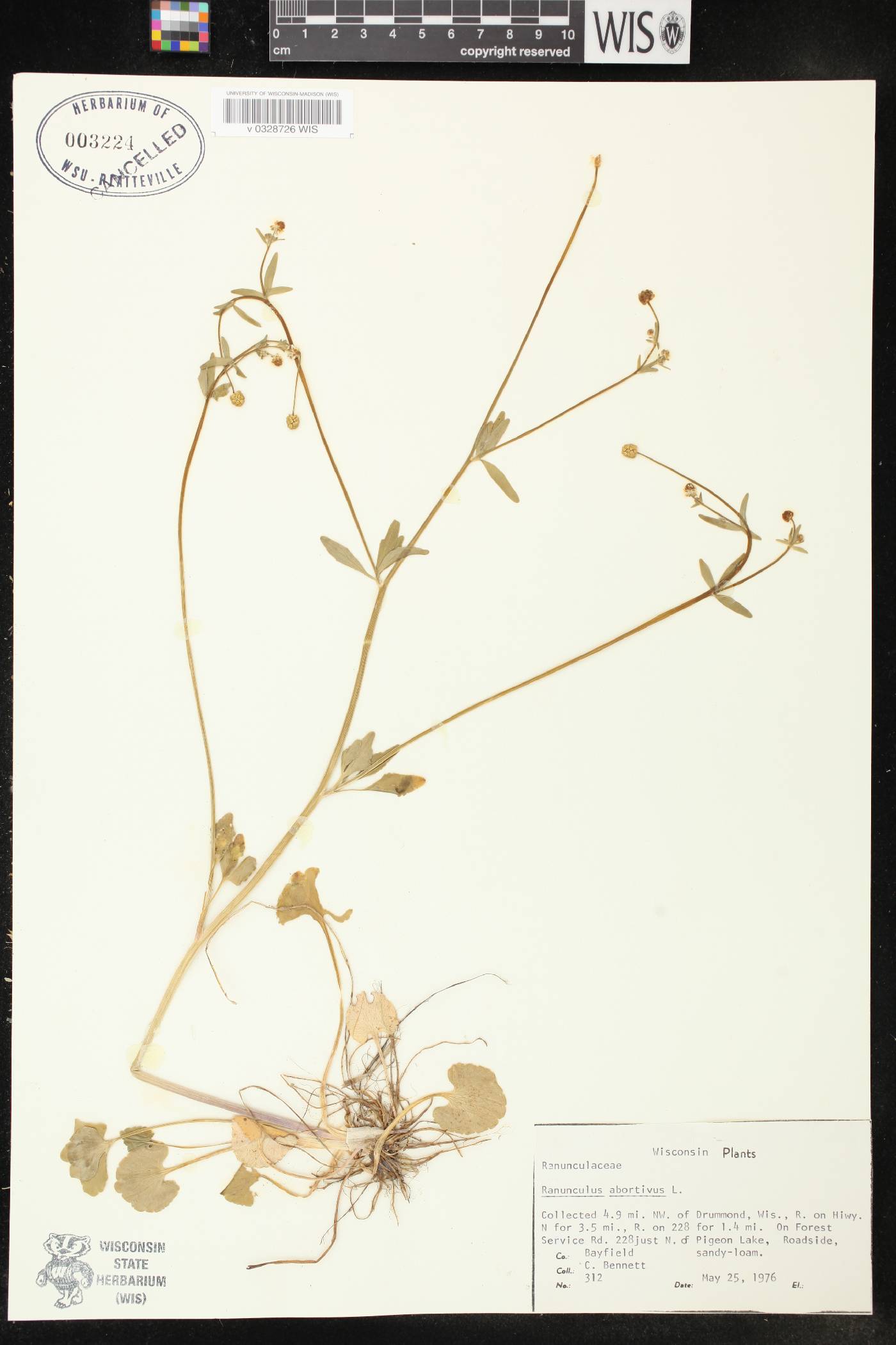 Ranunculus abortivus image