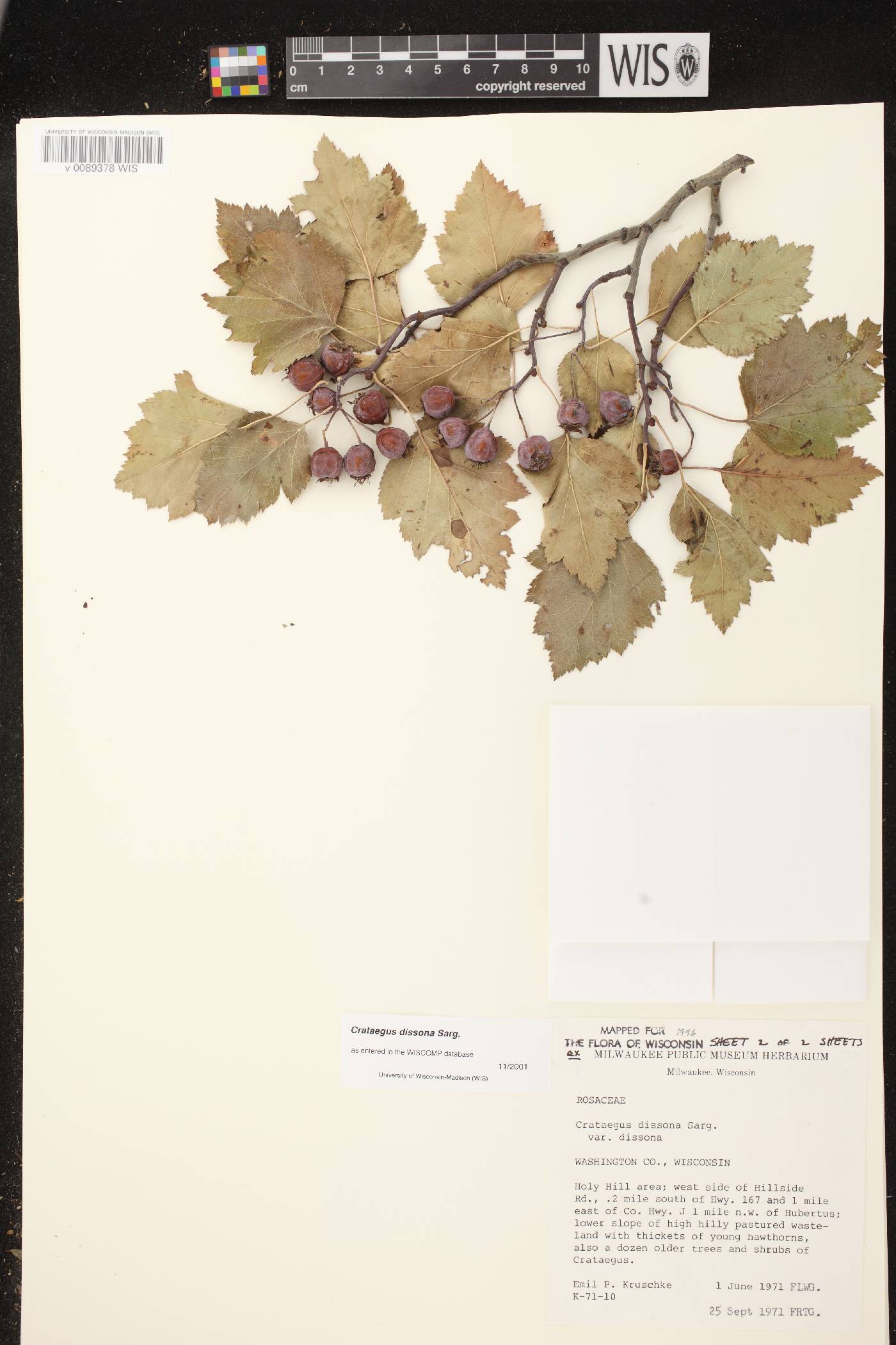 Crataegus pruinosa var. dissona image
