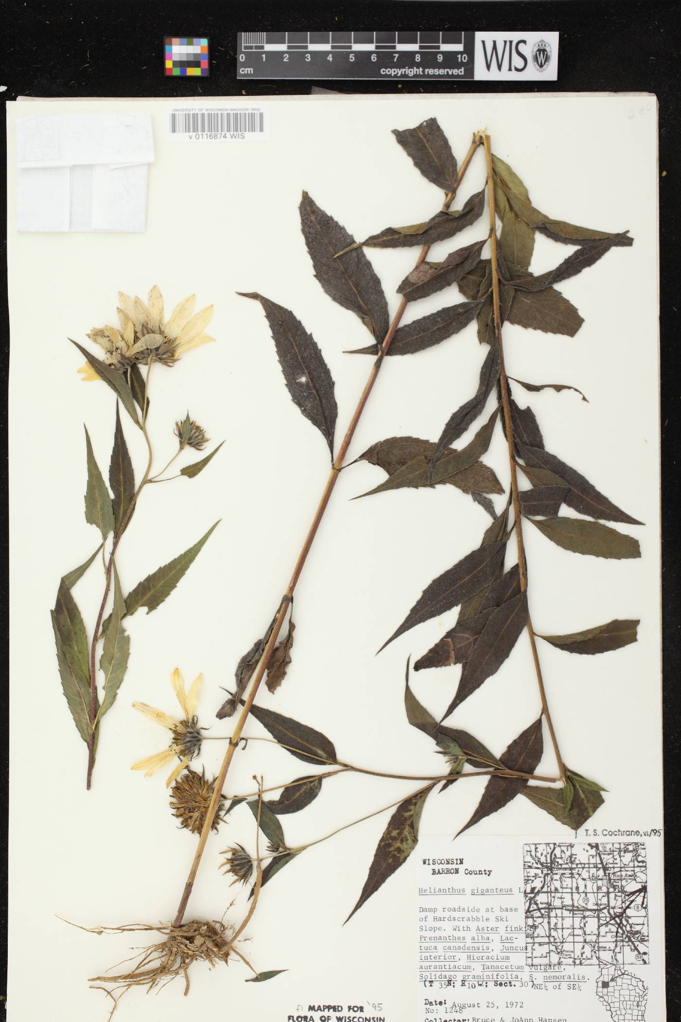 Helianthus giganteus image