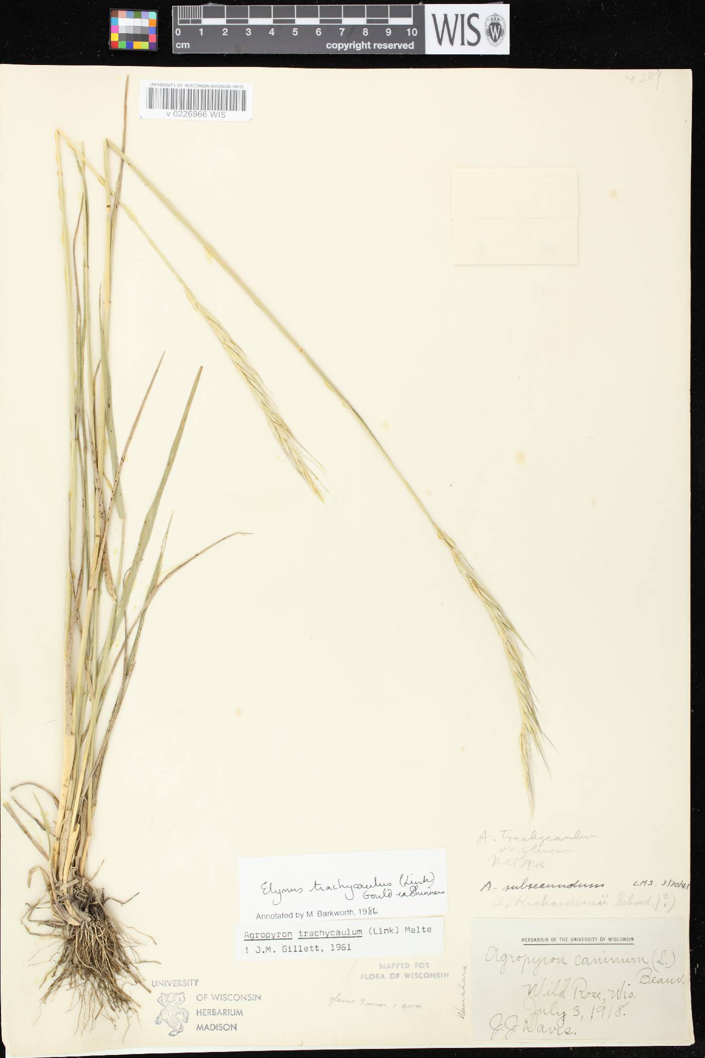 Elymus trachycaulus subsp. subsecundus image