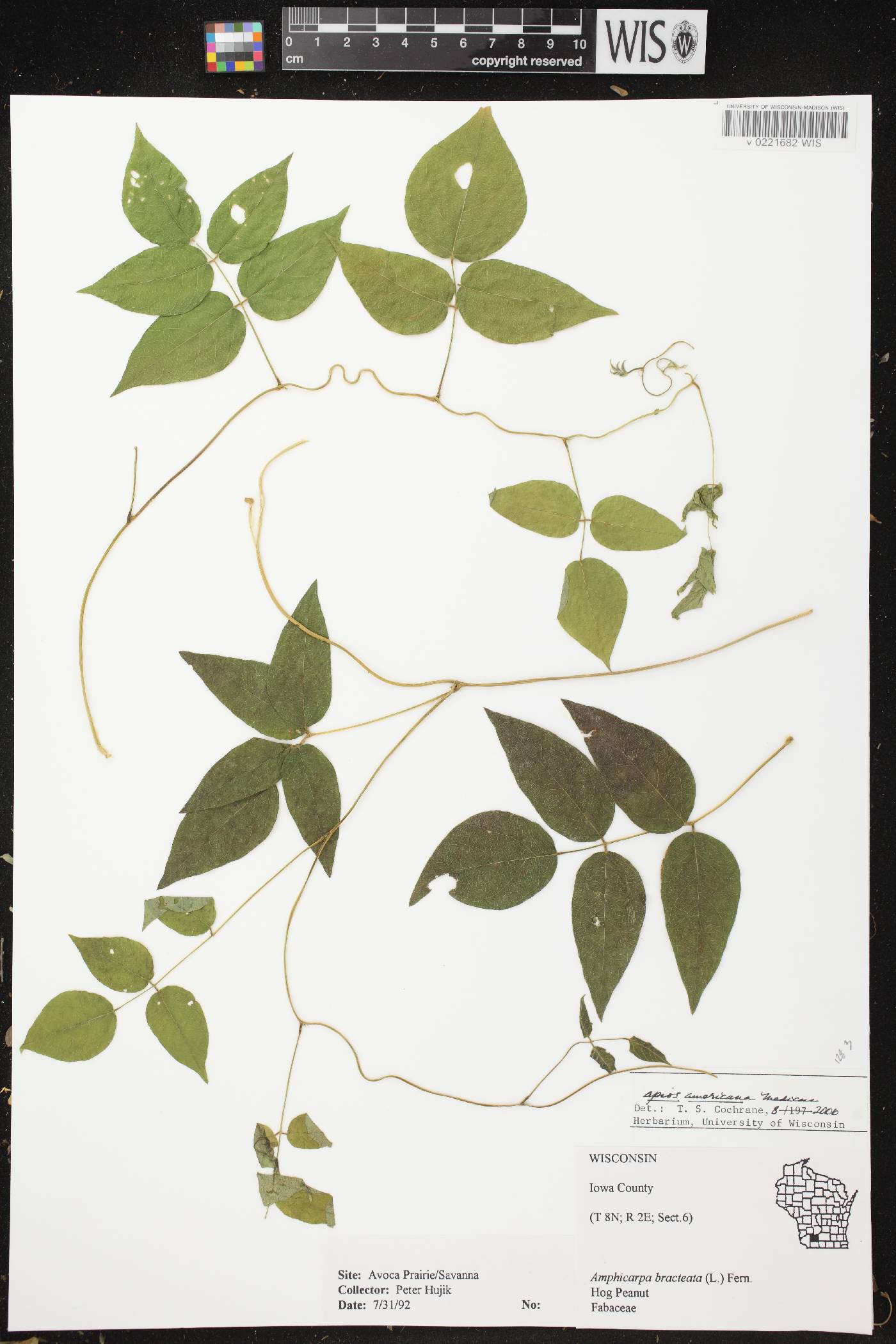 Apios americana image