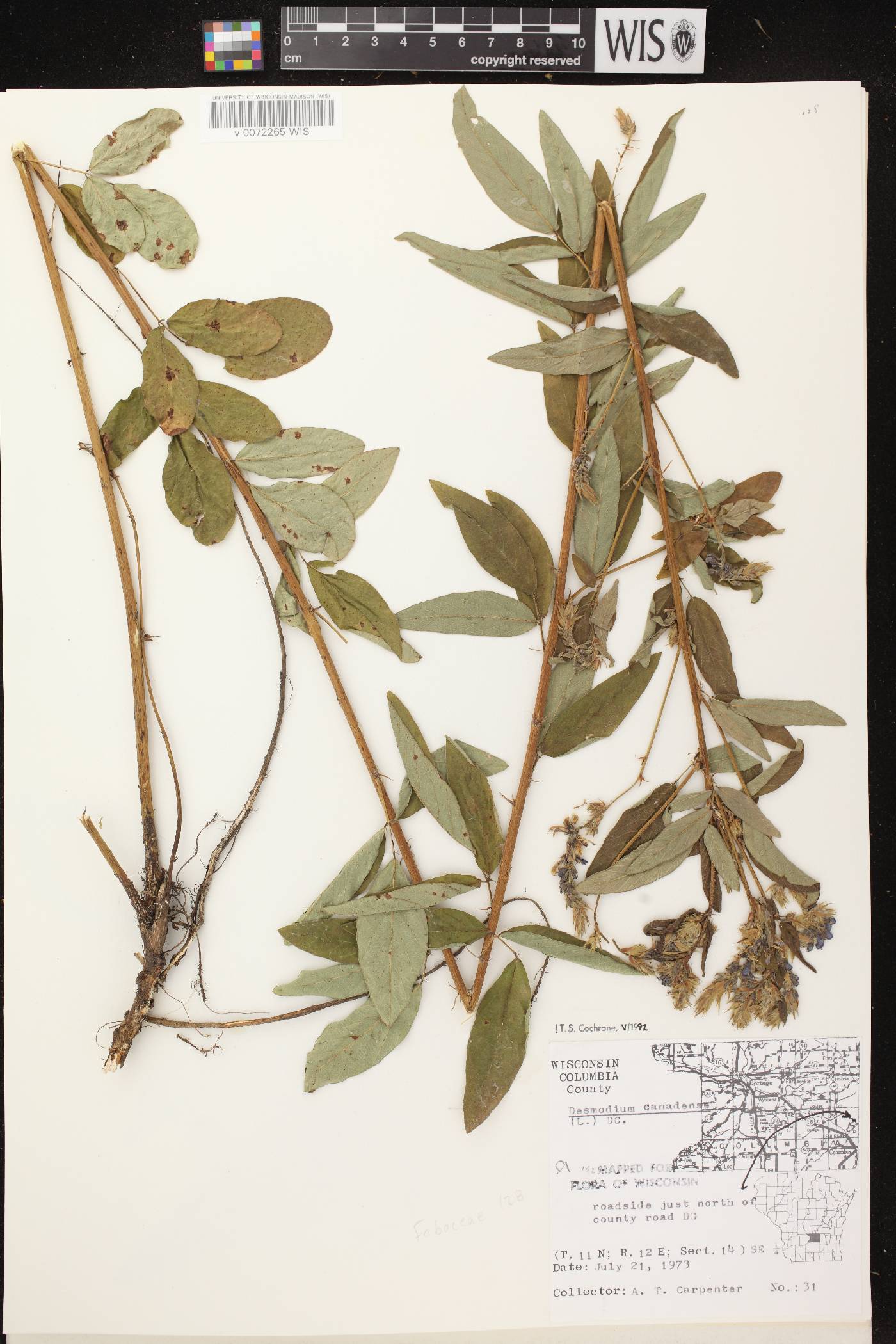 Desmodium canadense image