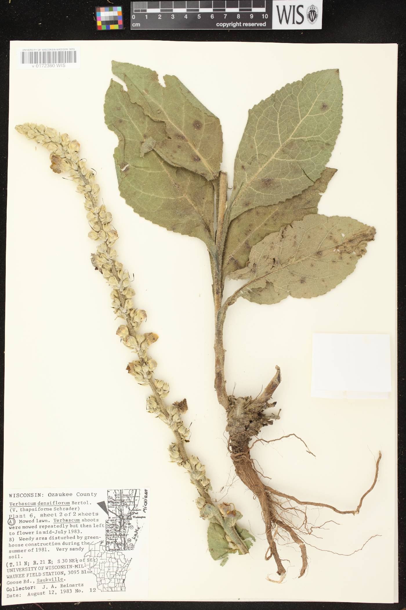 Verbascum densiflorum image