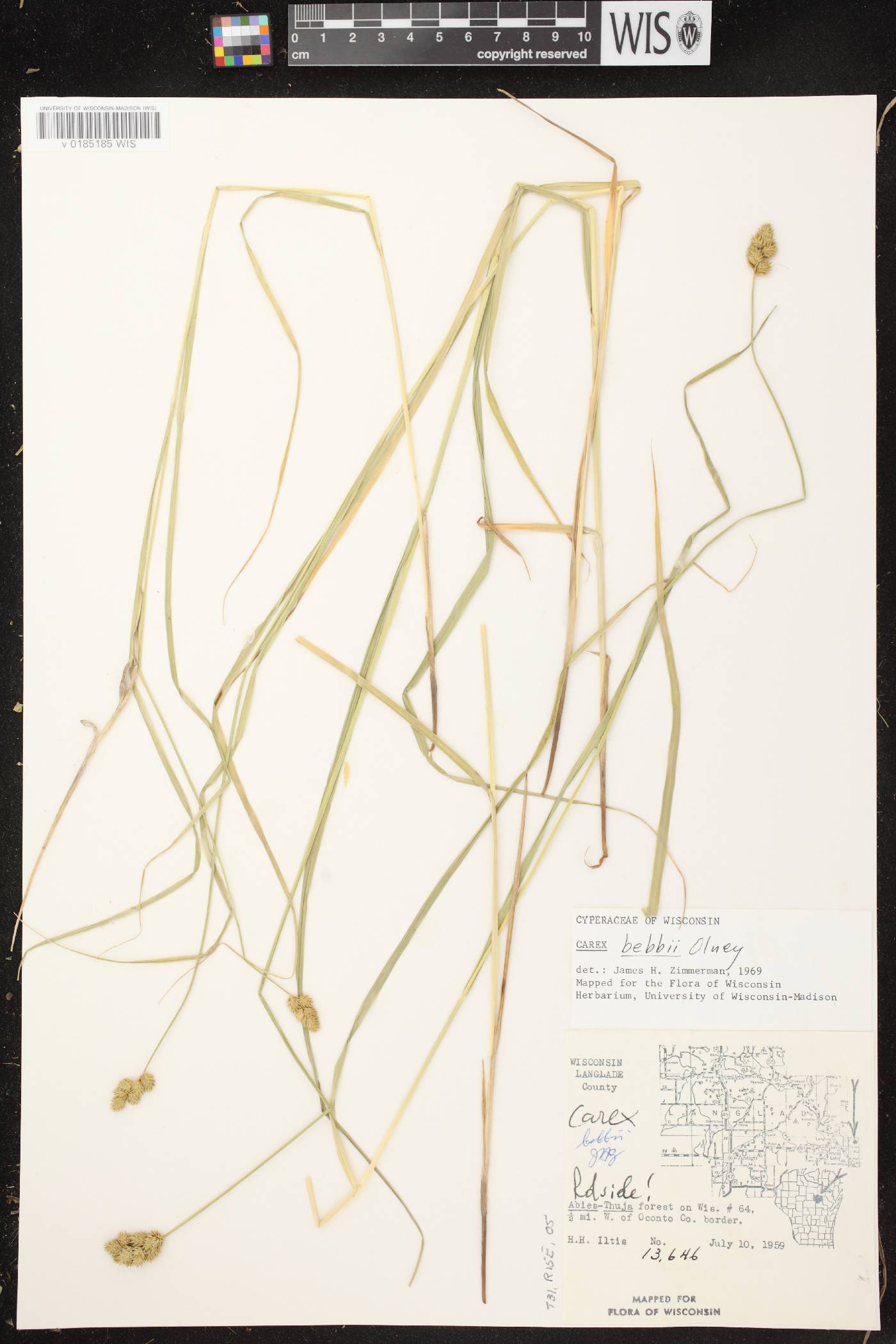Carex bebbii image