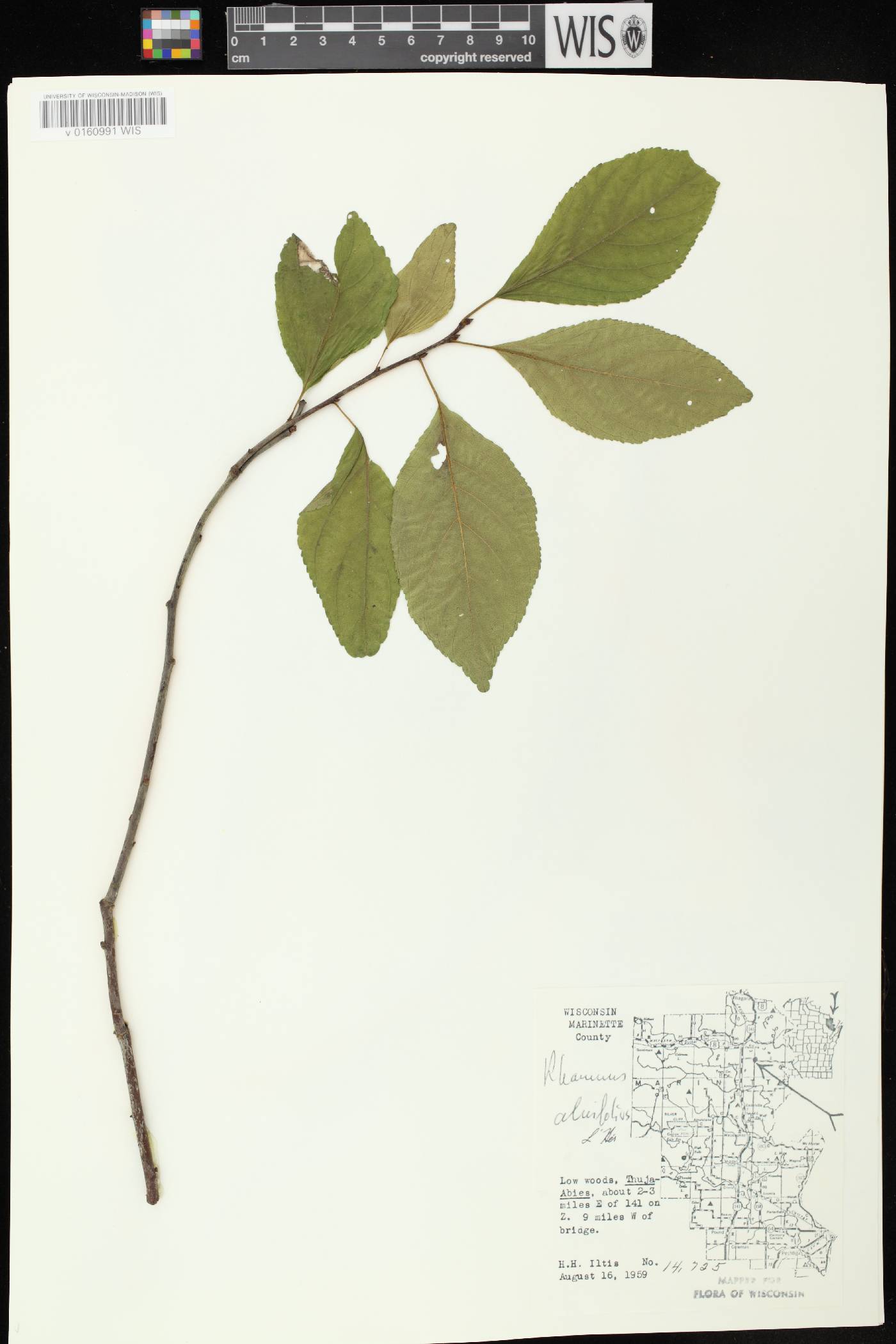 Rhamnus alnifolia image
