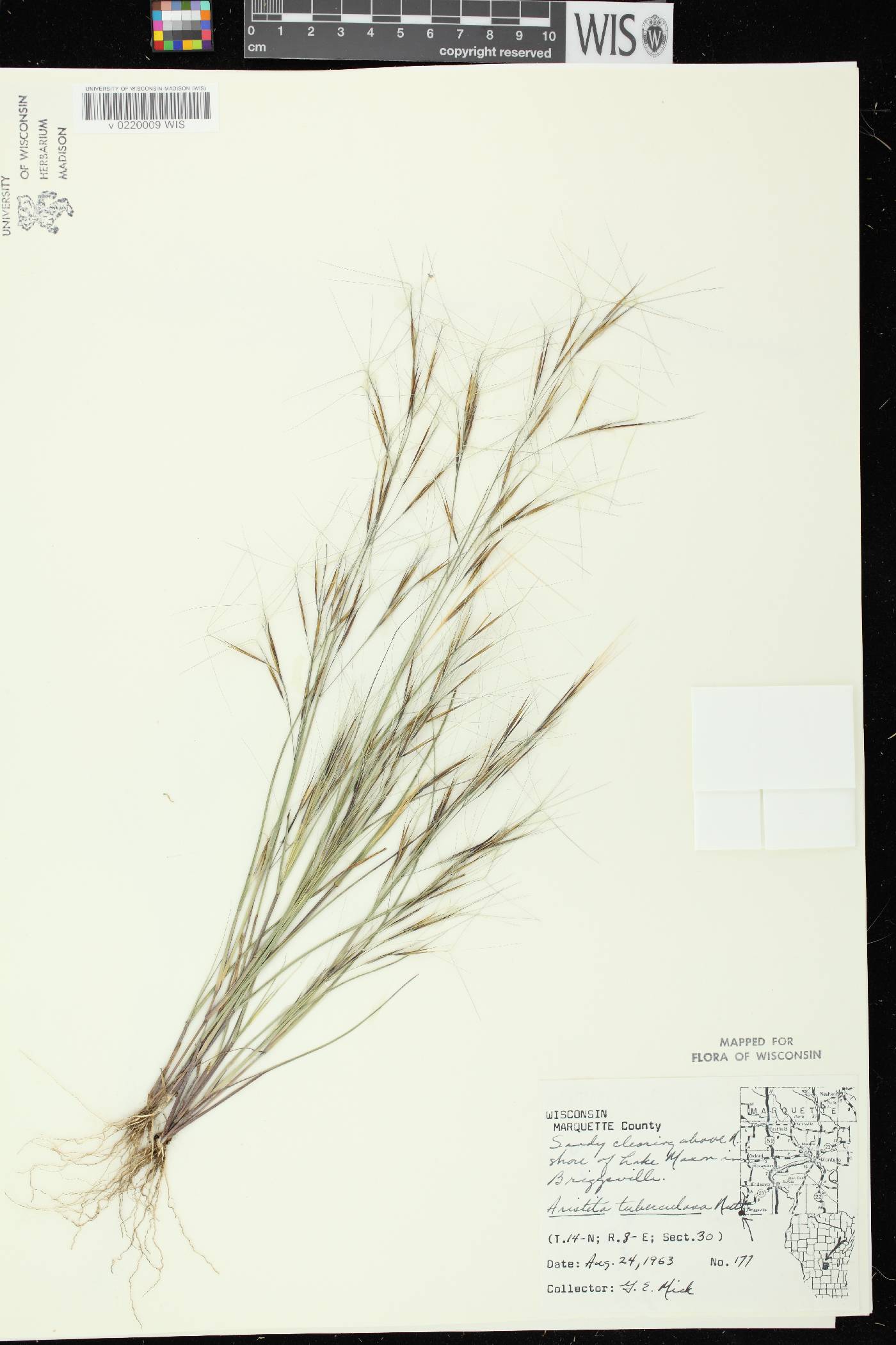 Aristida tuberculosa image