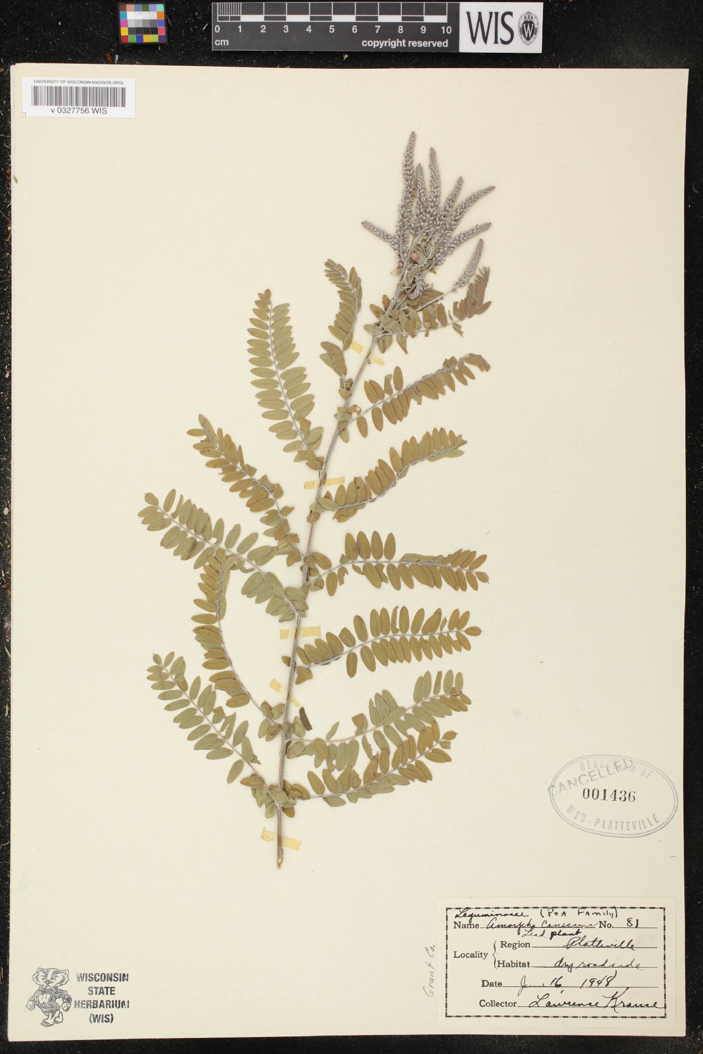 Amorpha canescens image