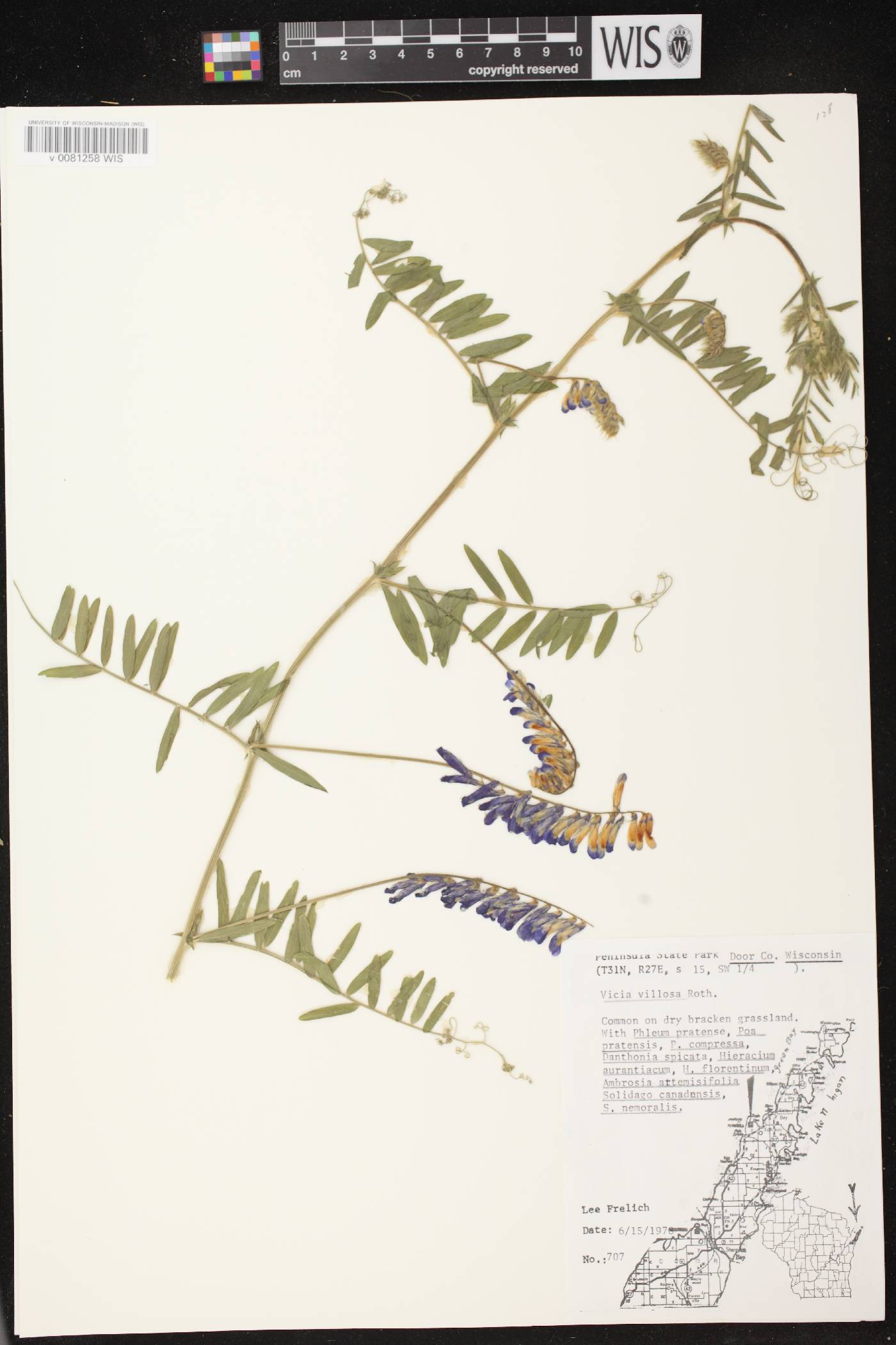 Vicia villosa image