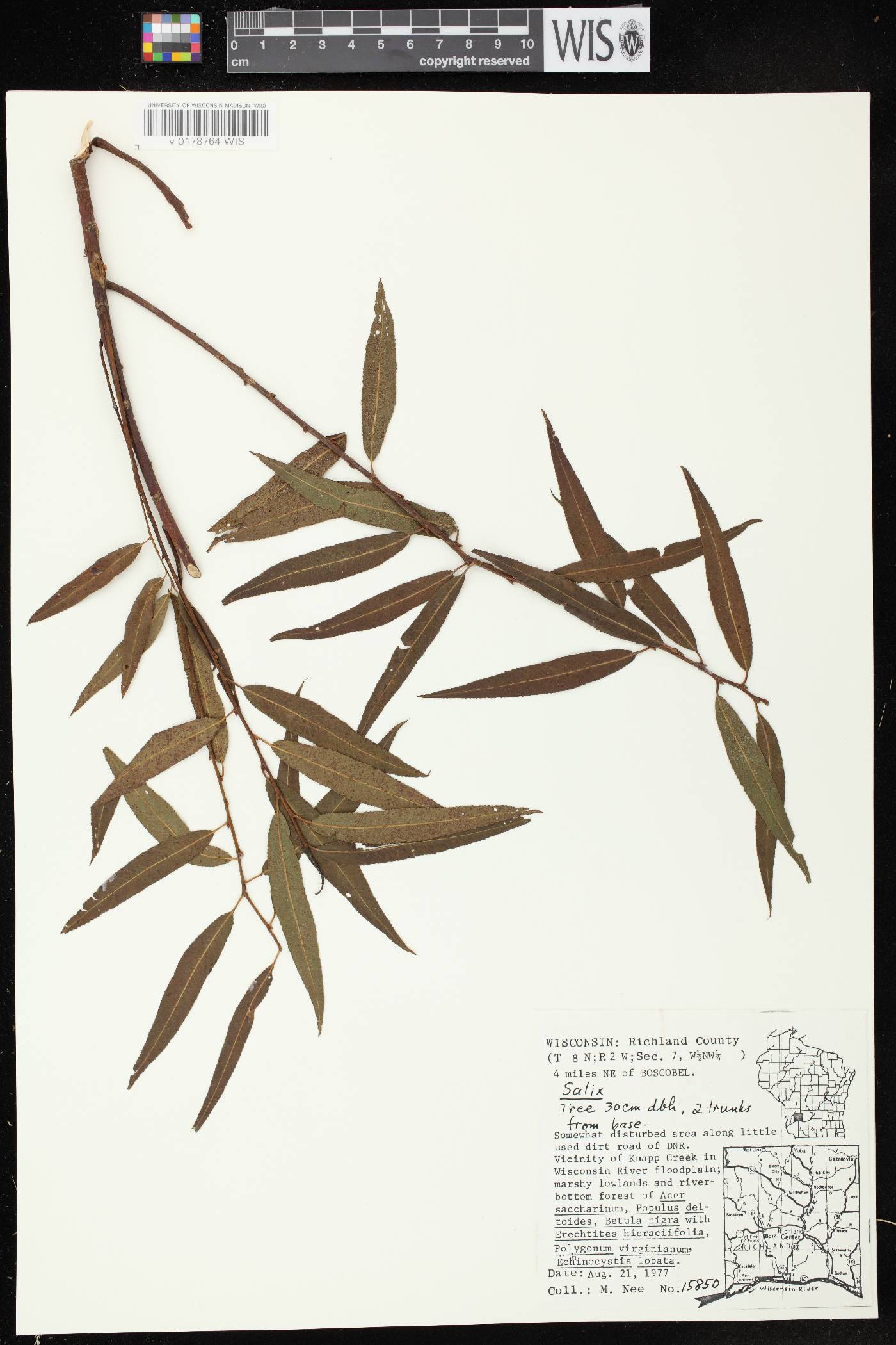 Salix nigra image