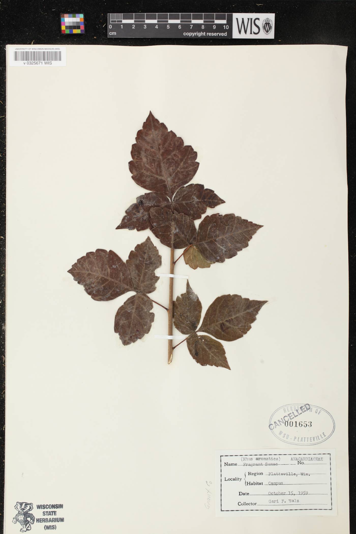 Rhus aromatica image