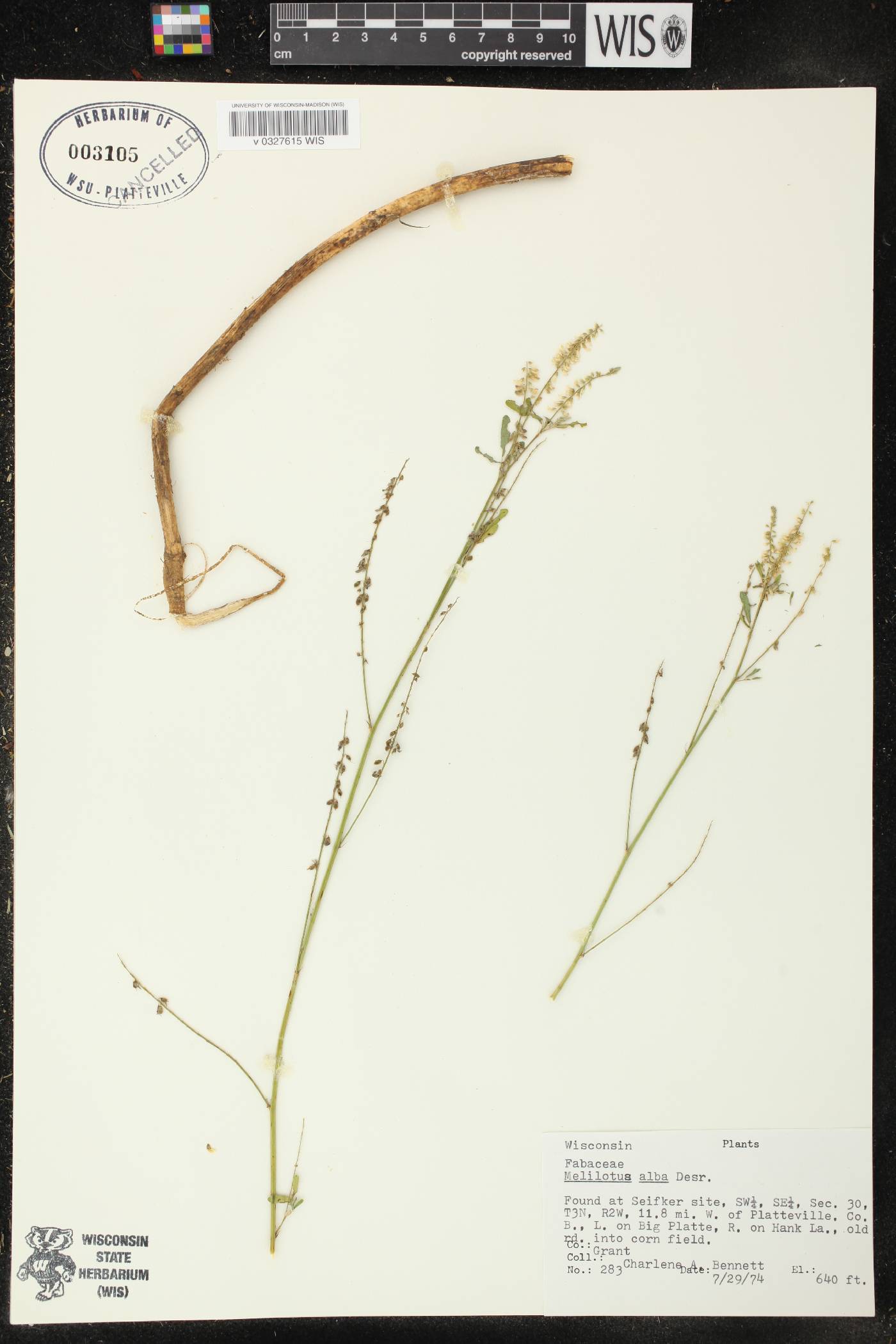 Melilotus albus image