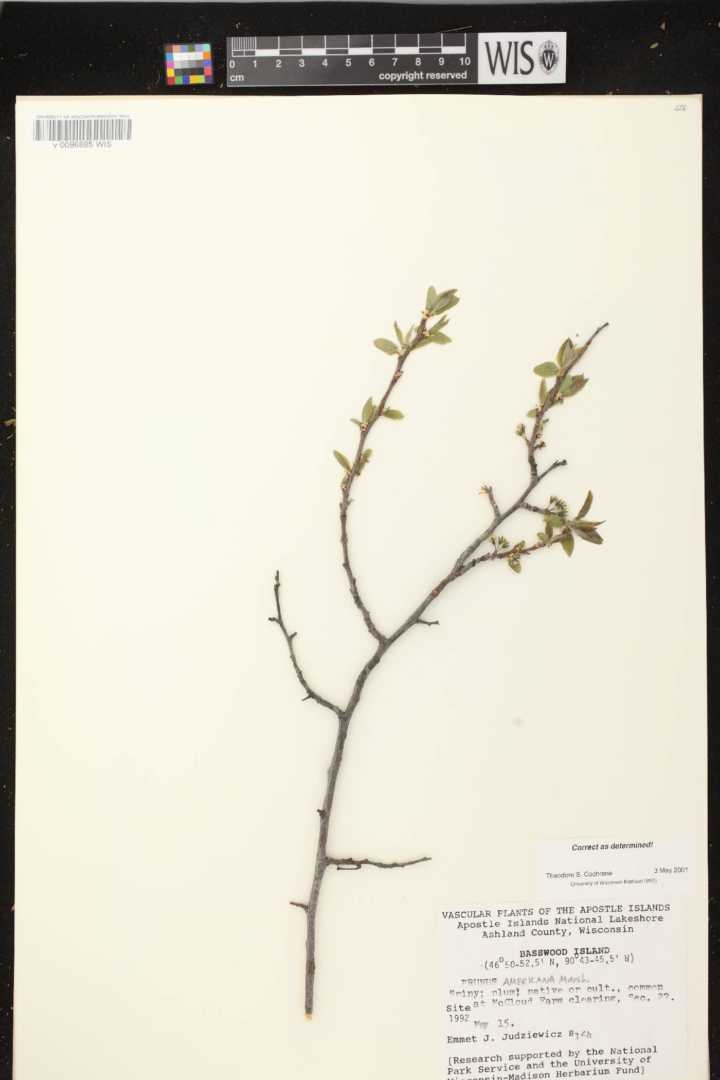 Prunus americana image