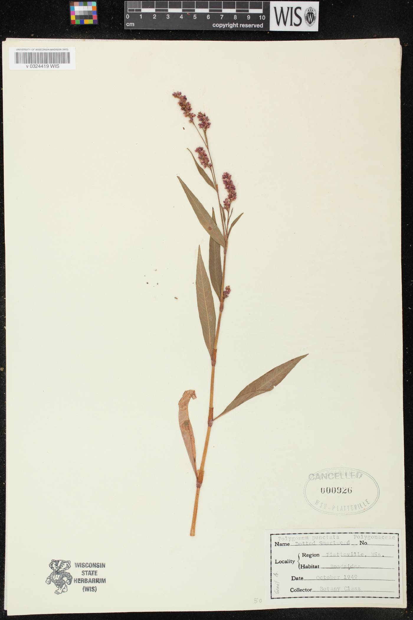 Persicaria punctata image