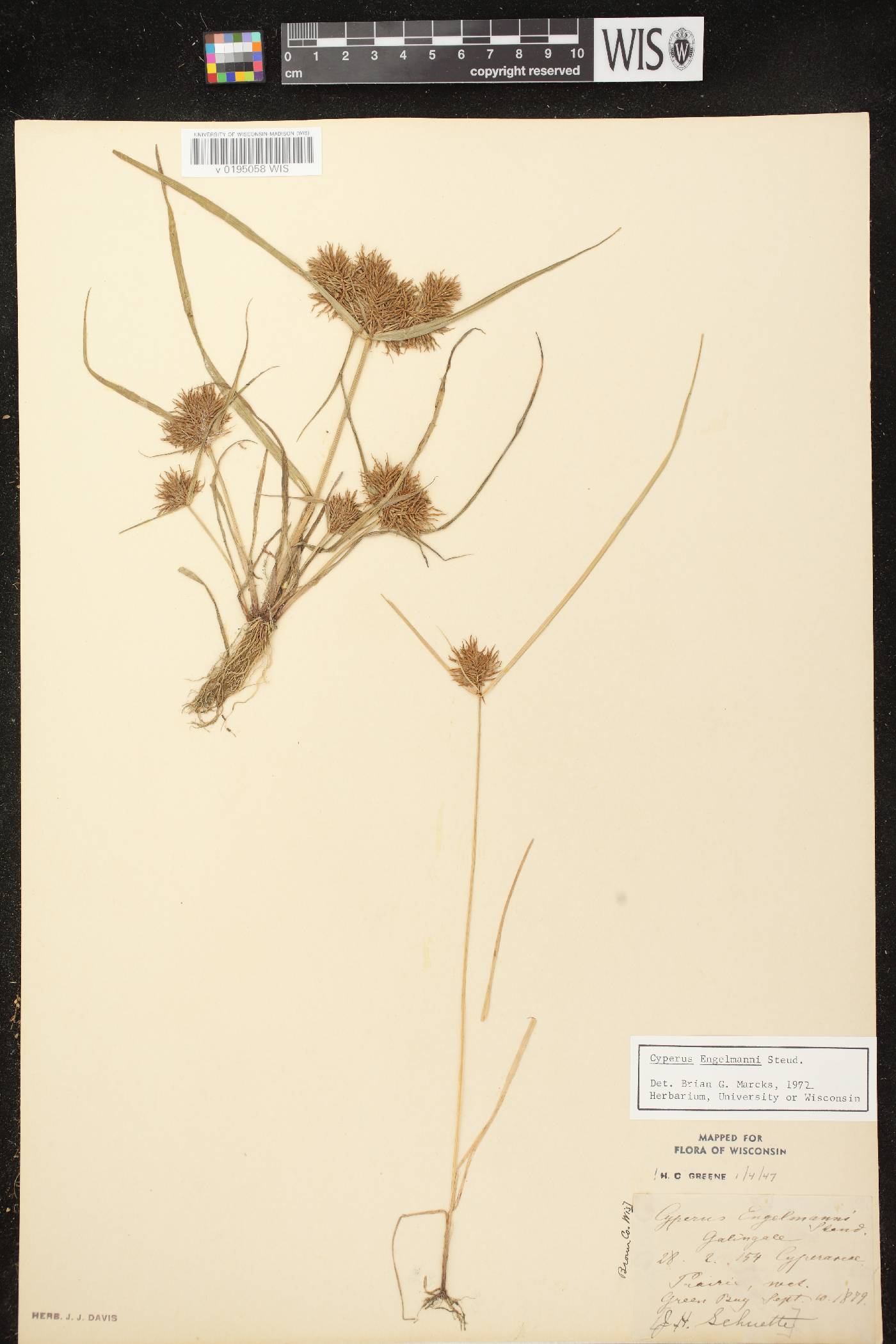Cyperus odoratus image