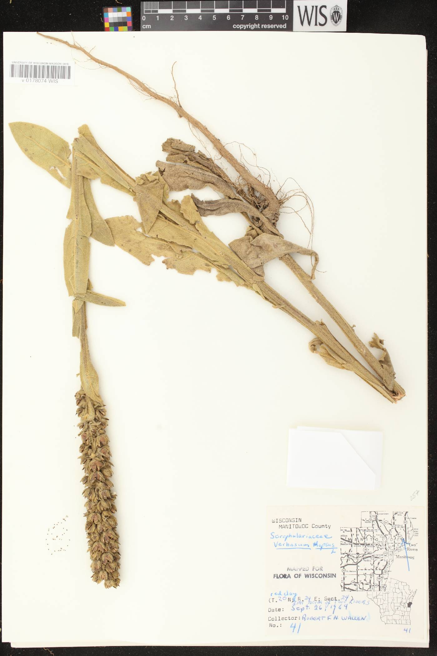 Verbascum thapsus image