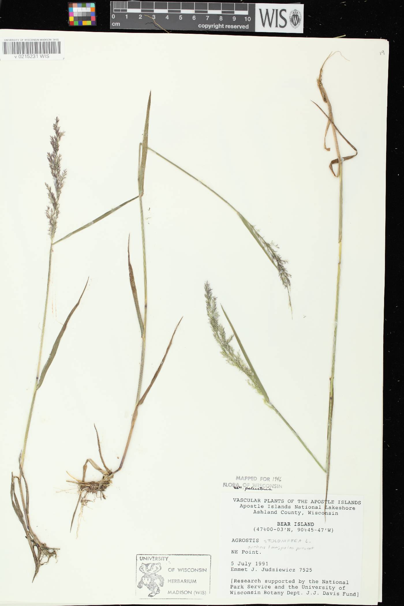Agrostis stolonifera image