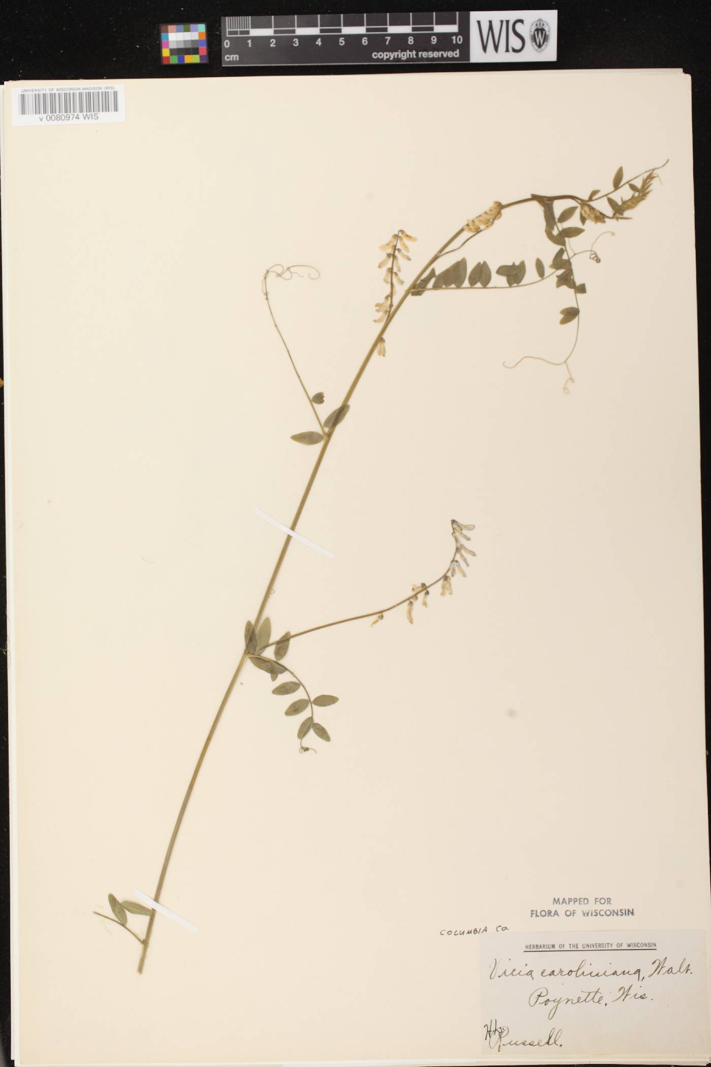 Vicia caroliniana image