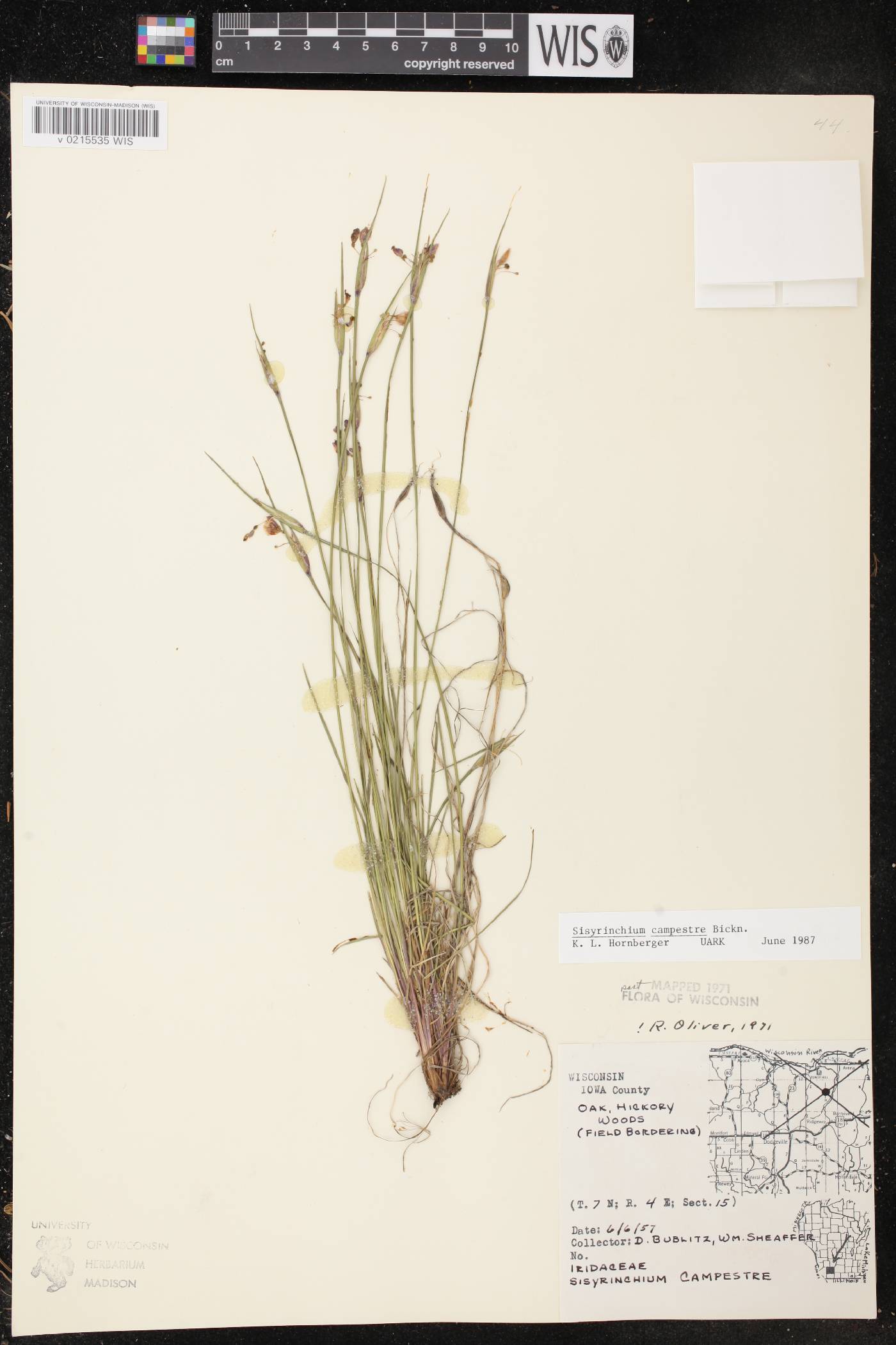 Sisyrinchium campestre image