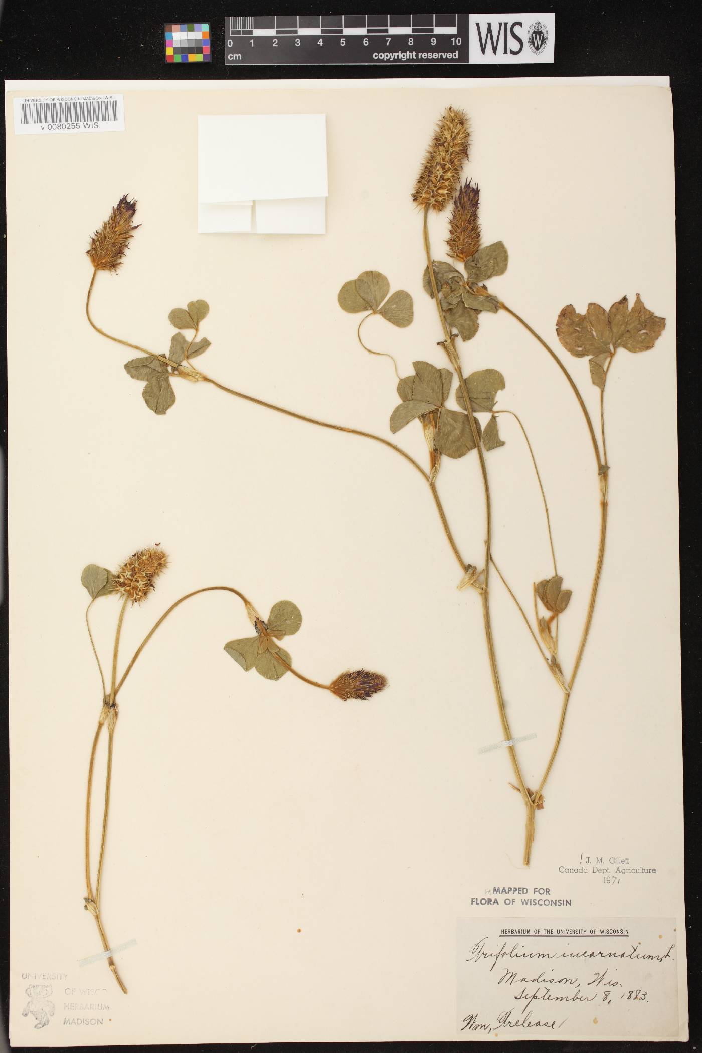Trifolium incarnatum image