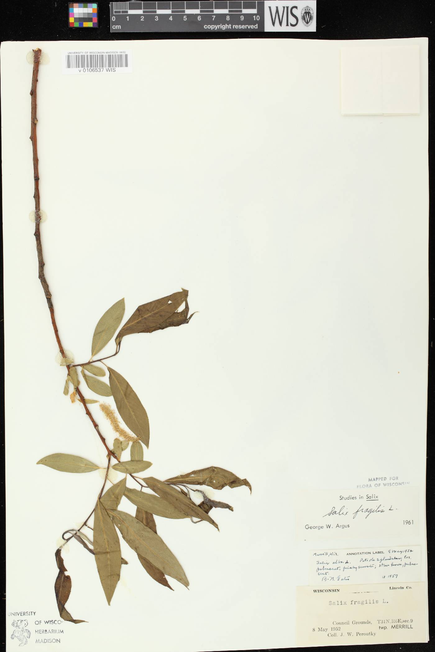 Salix x fragilis image