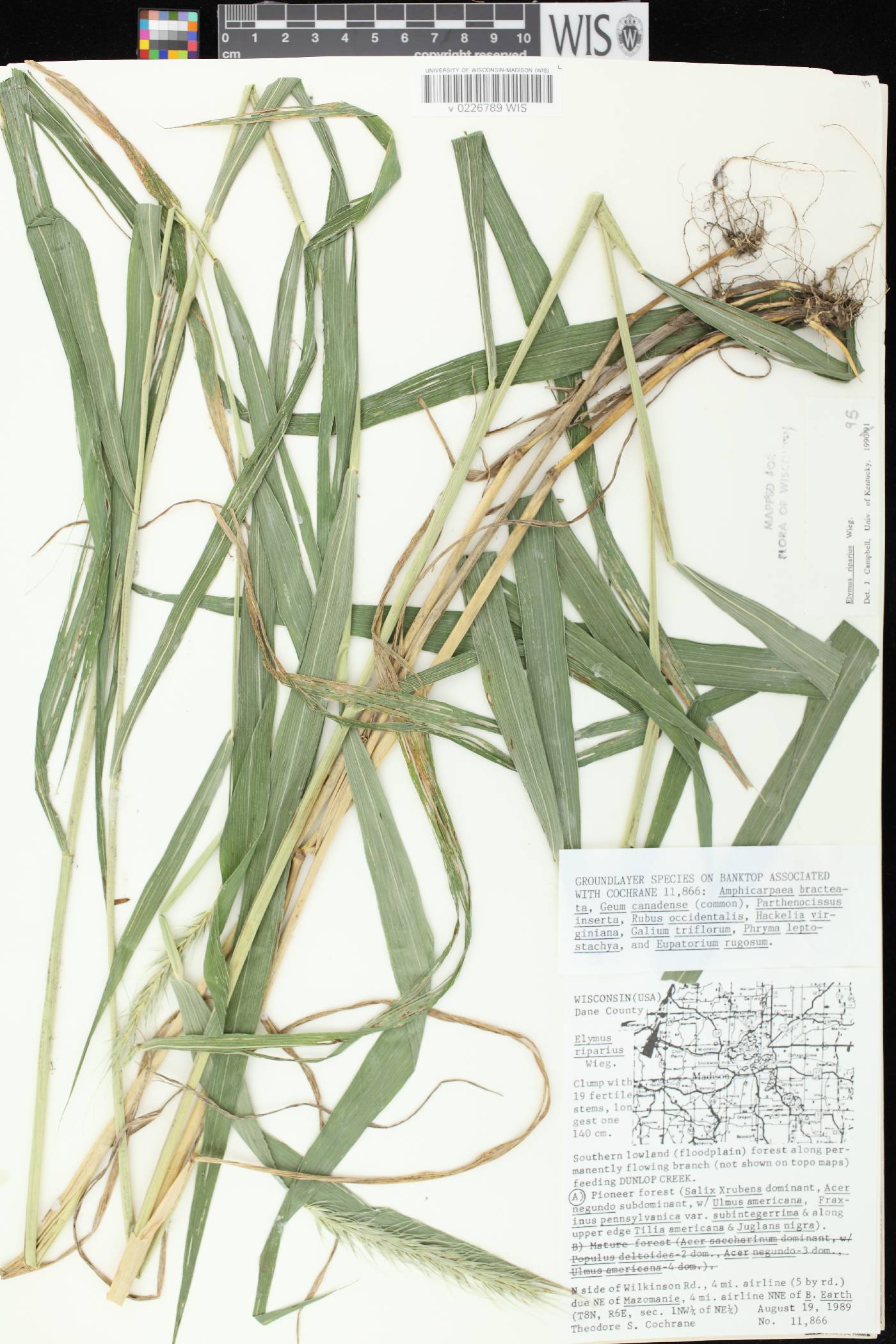 Elymus riparius image