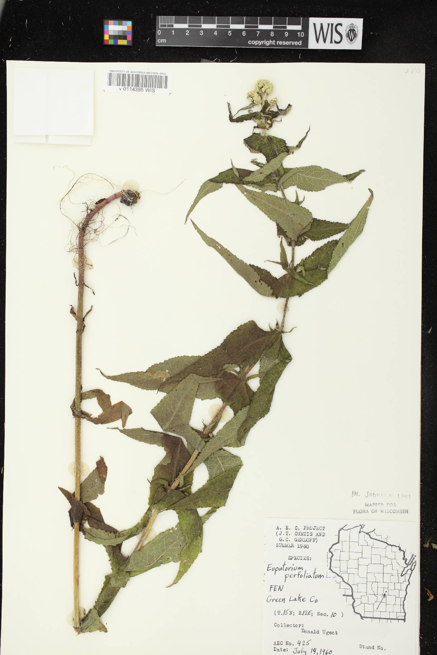 Eupatorium perfoliatum image