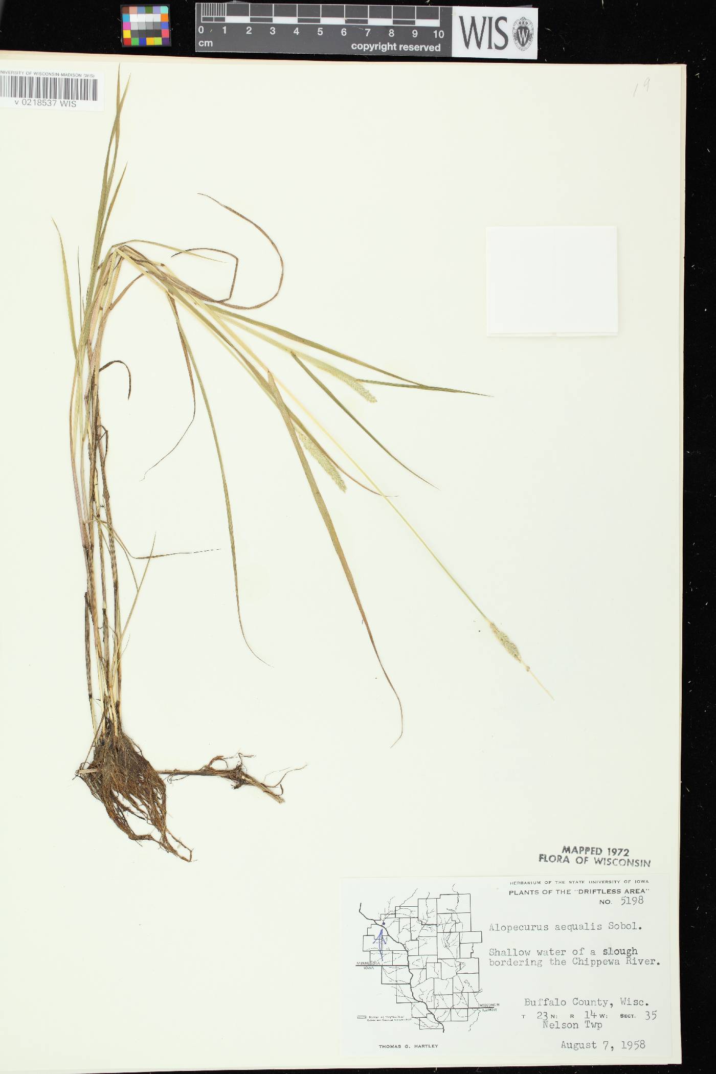 Alopecurus aequalis image