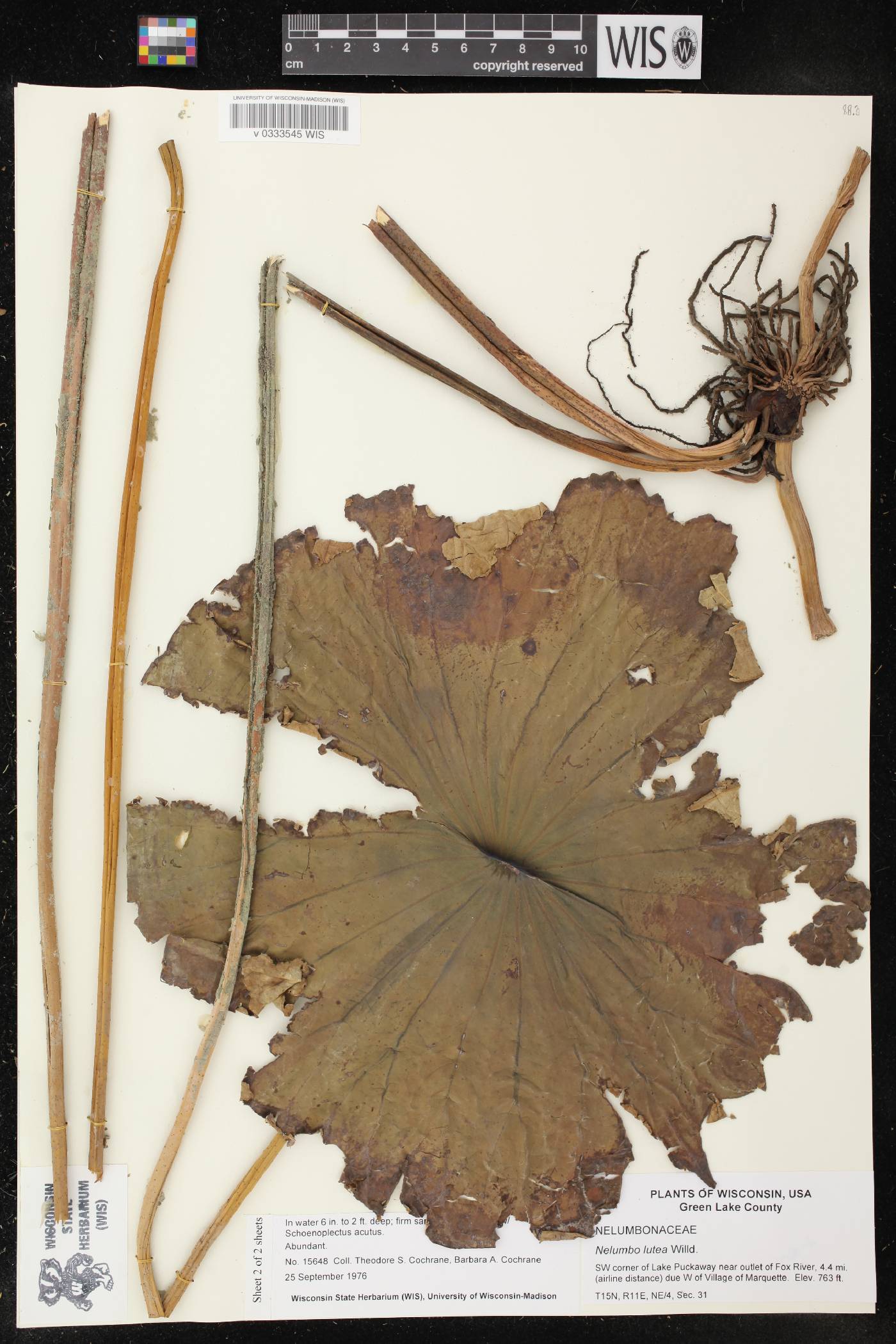 Nelumbo lutea image