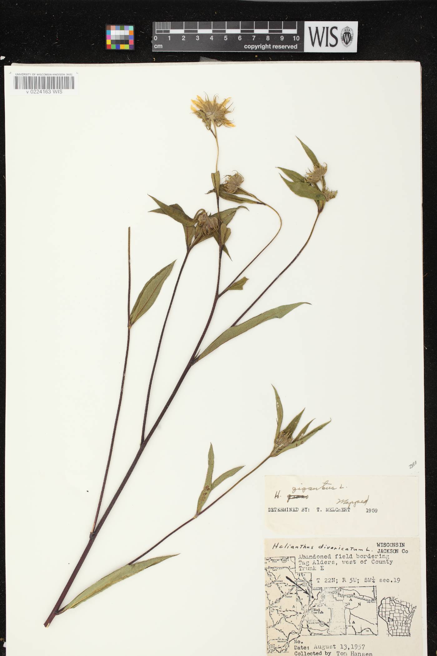 Helianthus giganteus image