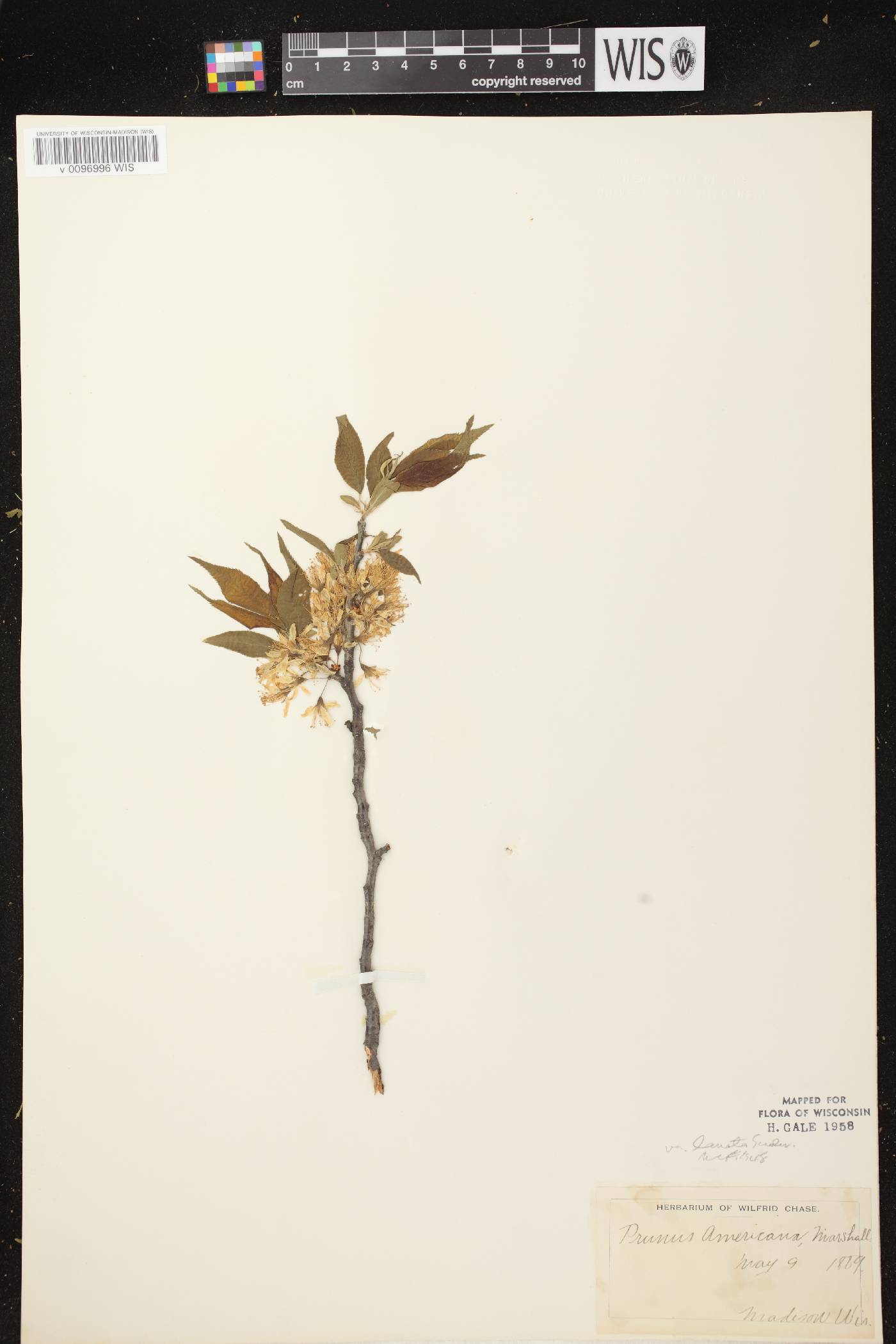 Prunus americana image