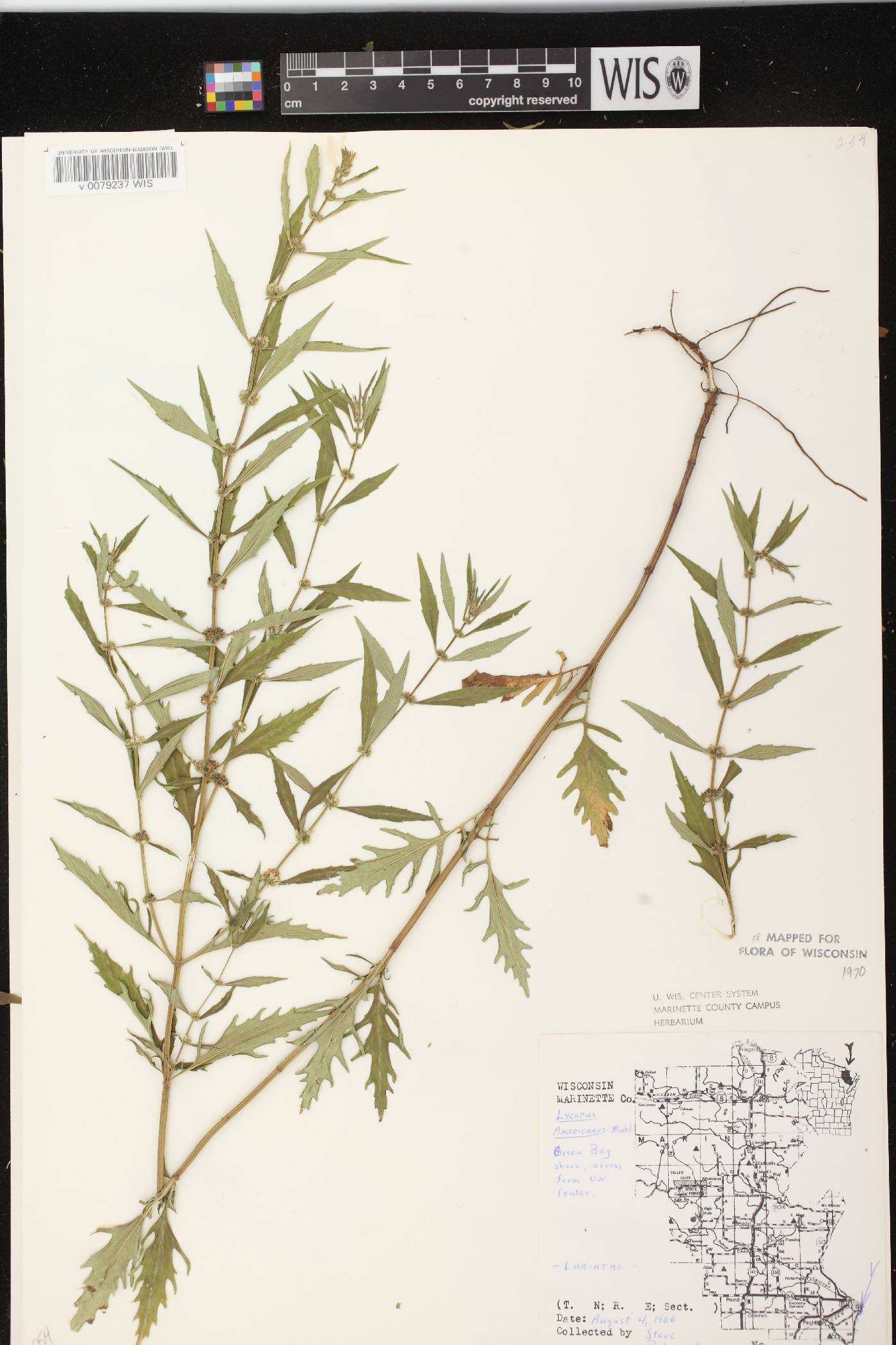 Lycopus americanus image