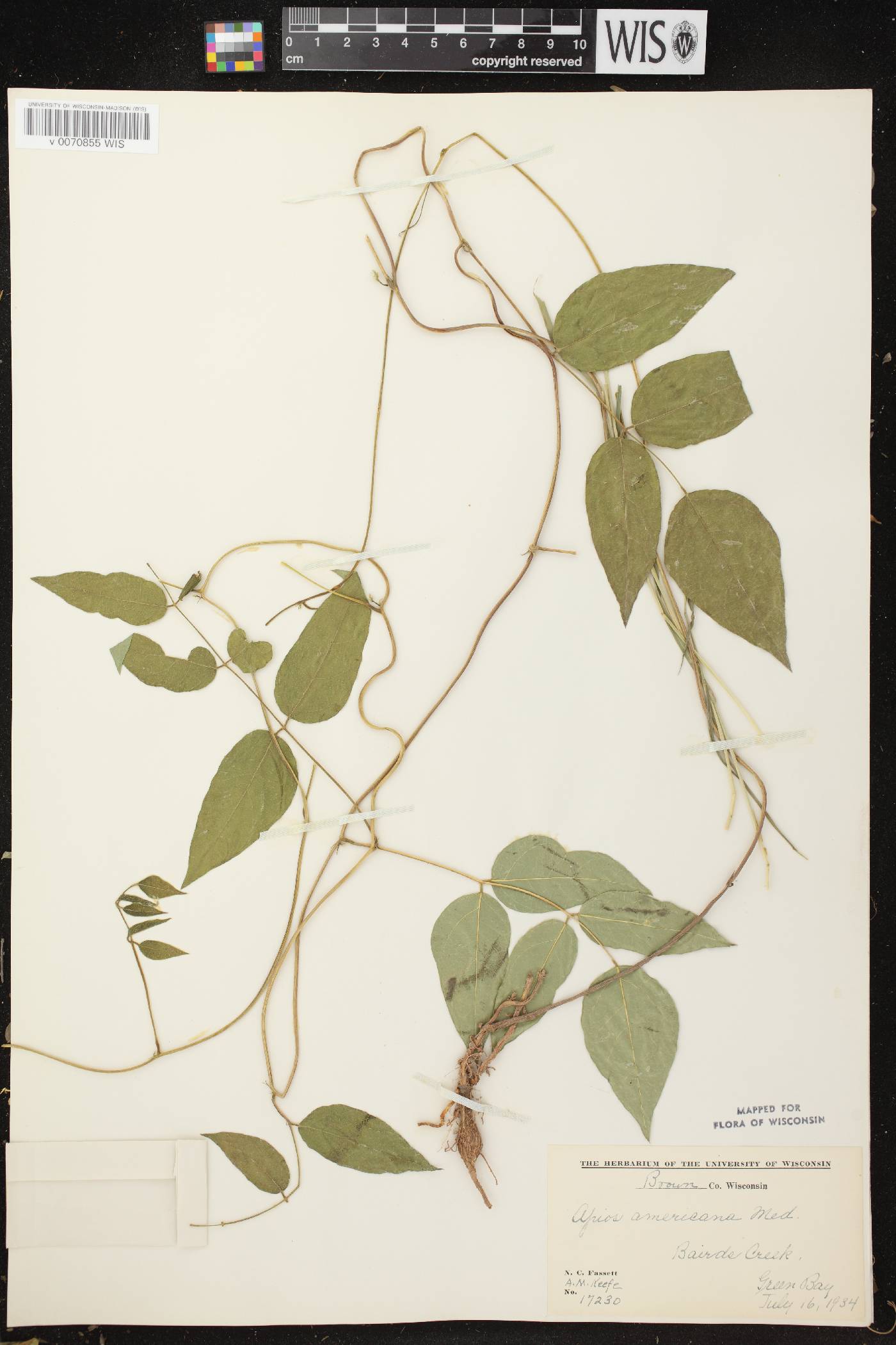 Apios americana image